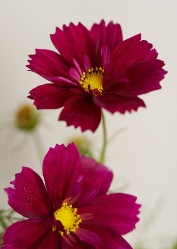 Stolt Kavaler 'Fandango' Seed 