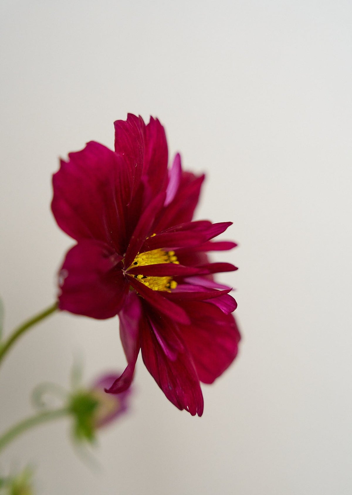 Stolt Kavaler 'Fandango' Seed 
