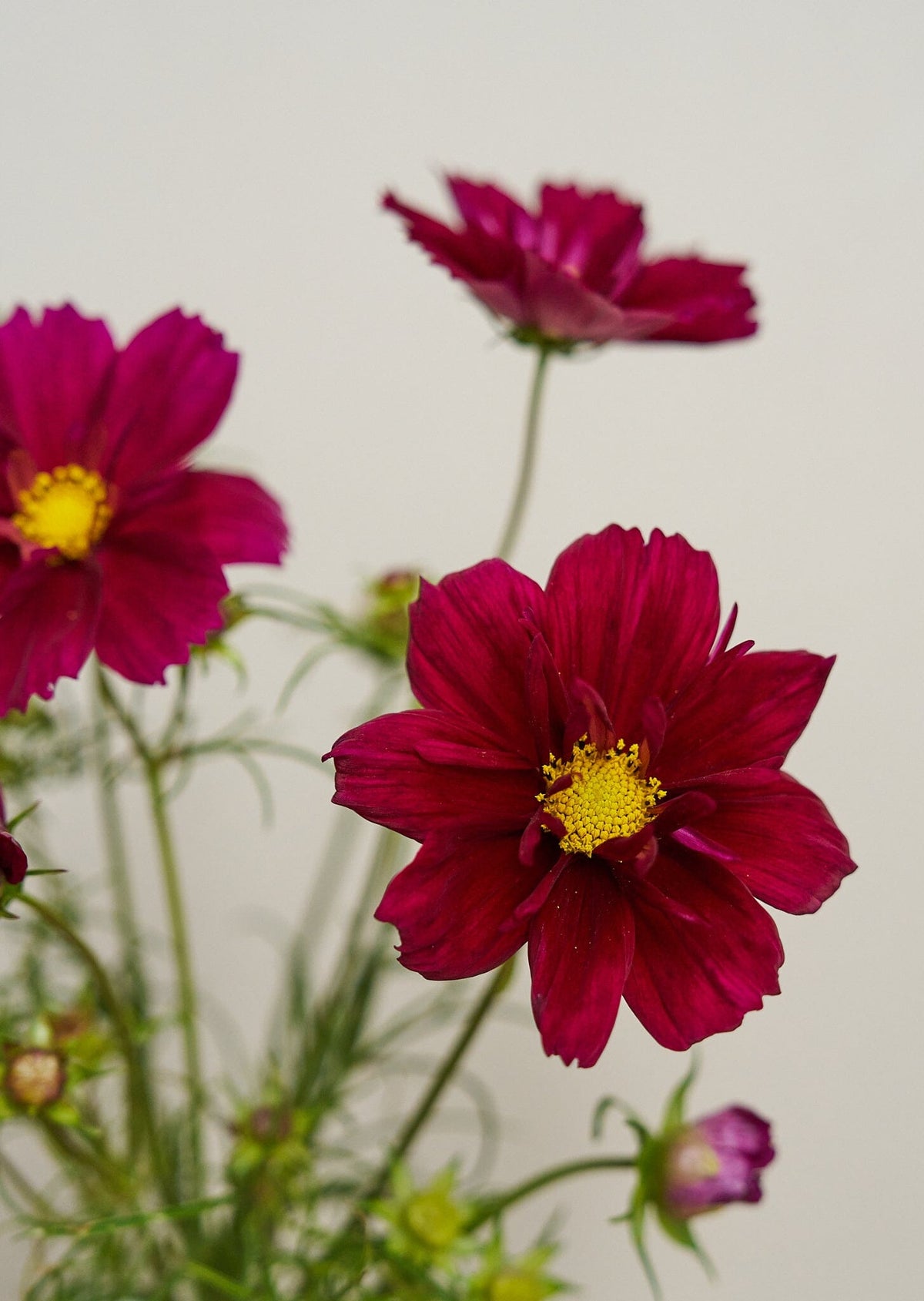 Stolt Kavaler 'Fandango' Seed 