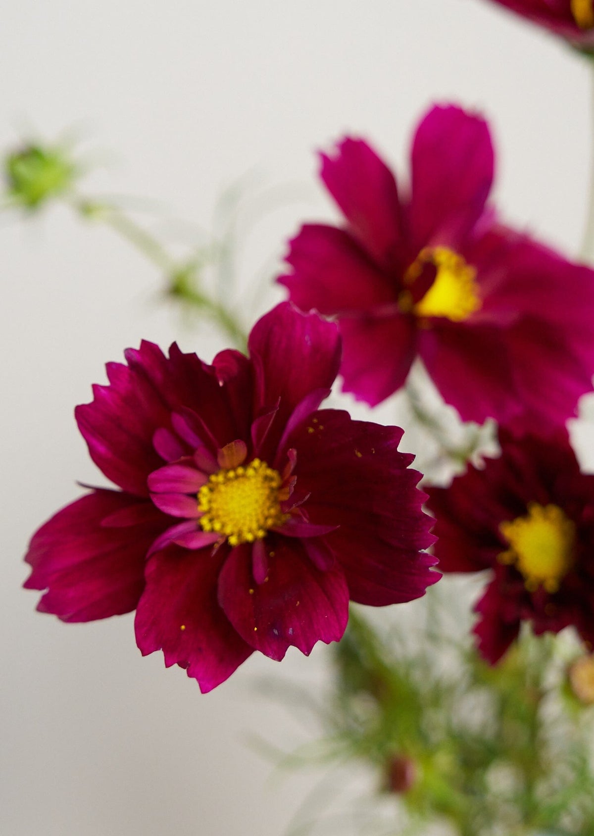 Stolt Kavaler 'Fandango' Seed 