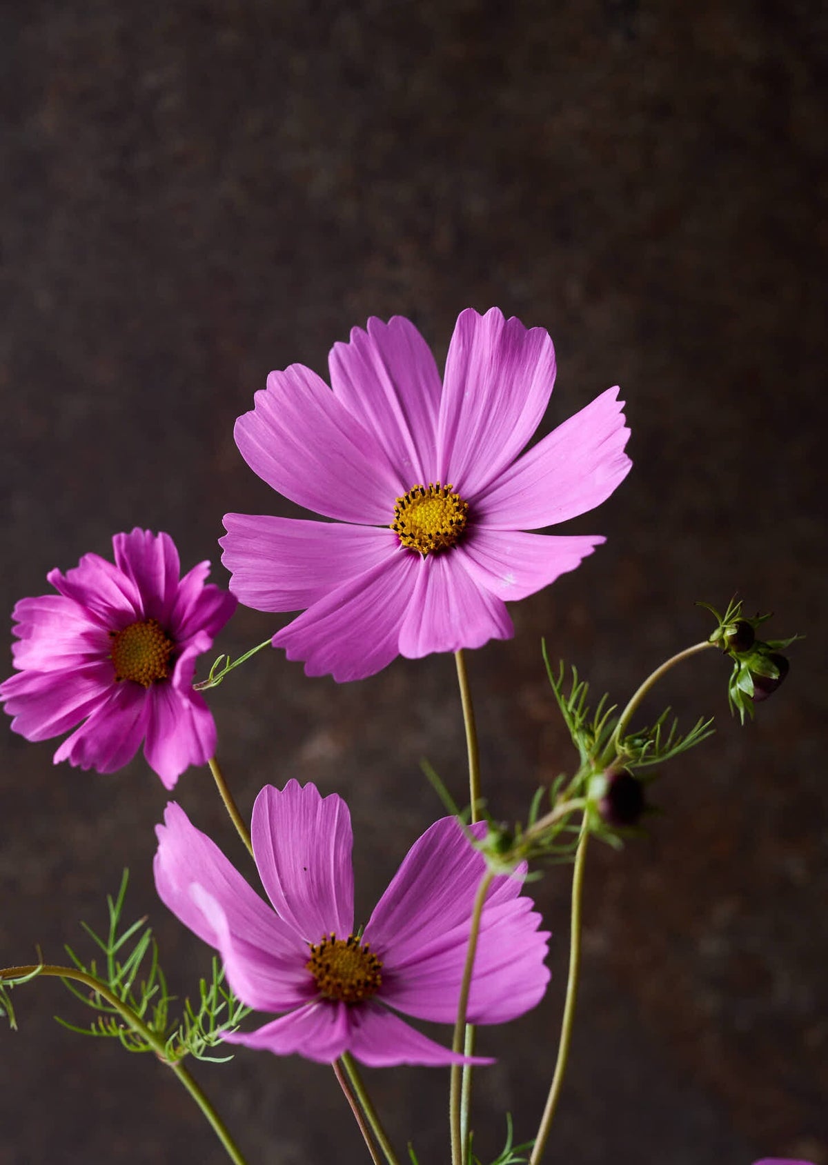 Stolt Kavaler 'Pinkie' Seed 