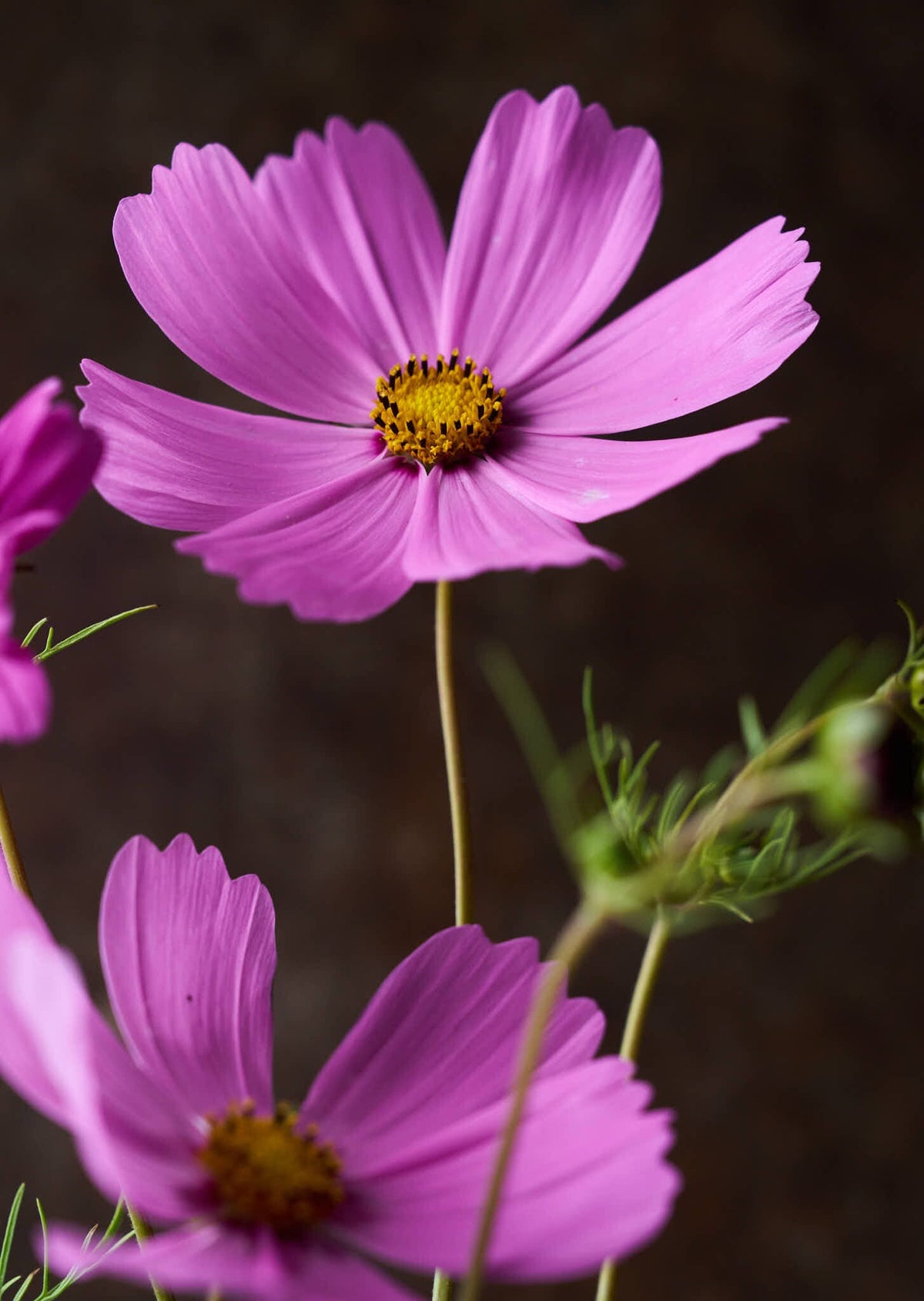 Stolt Kavaler 'Pinkie' Seed 