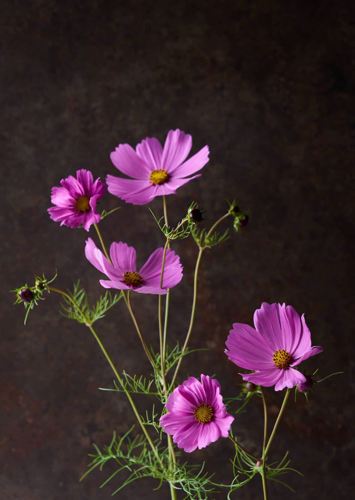 Stolt Kavaler 'Pinkie' Seed 