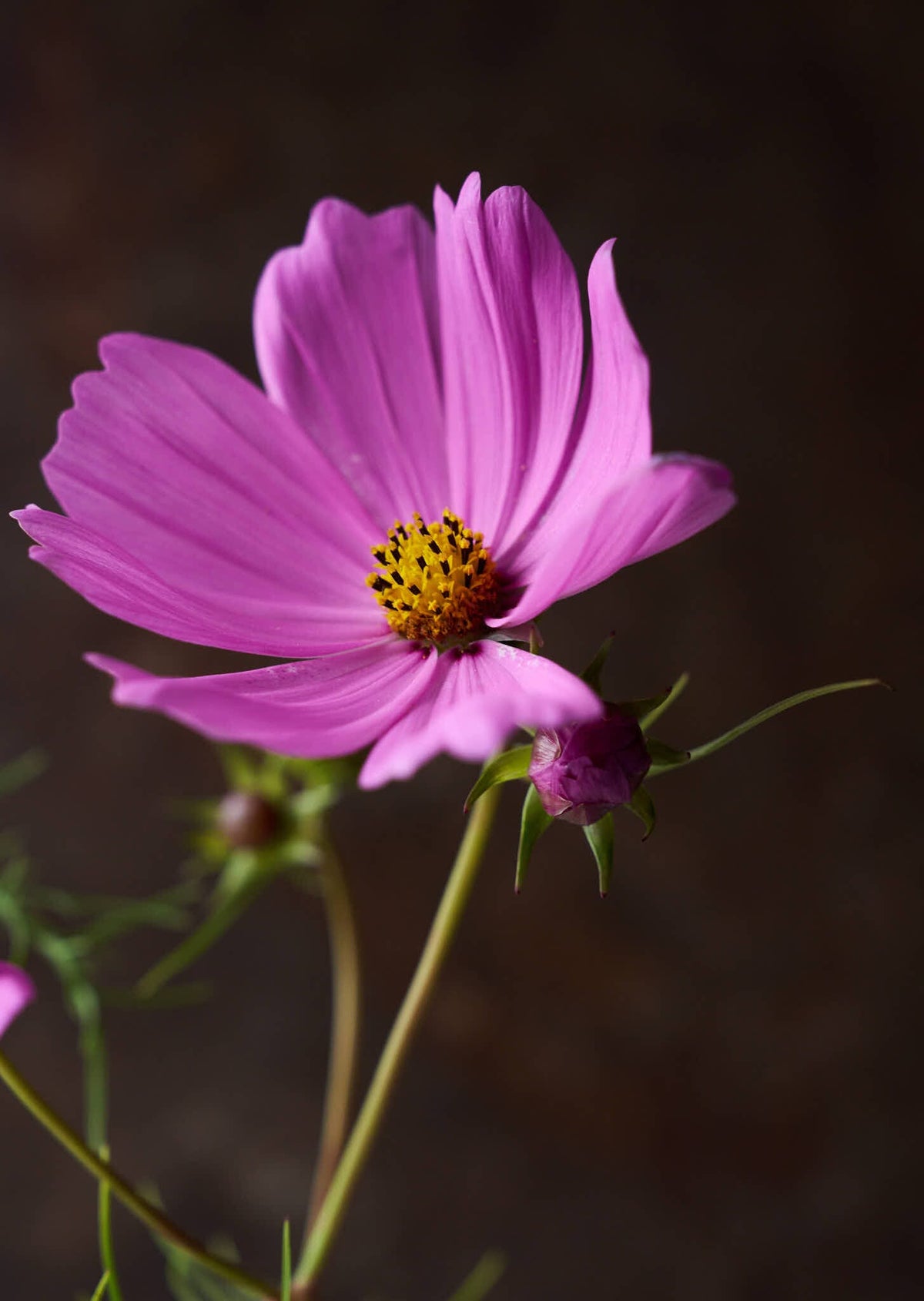 Stolt Kavaler 'Pinkie' Seed 