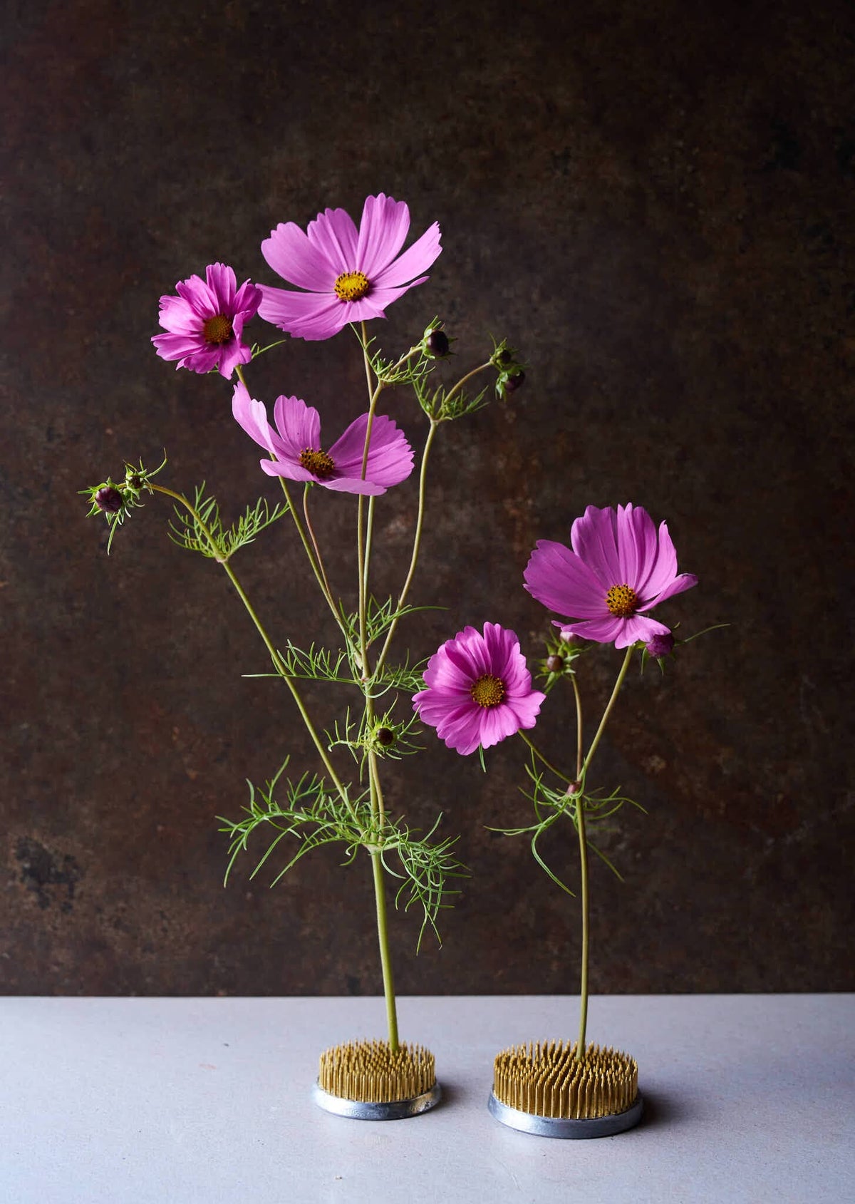 Stolt Kavaler 'Pinkie' Seed 