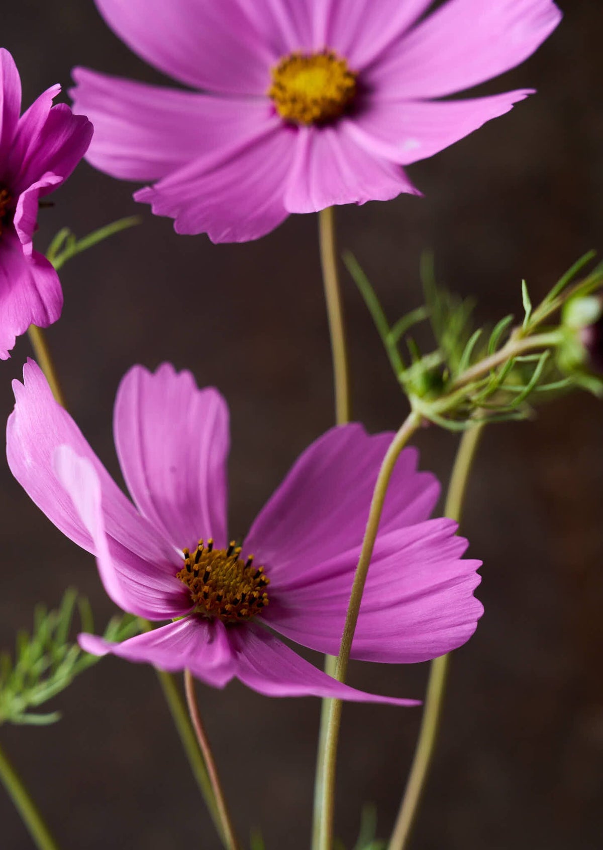 Stolt Kavaler 'Pinkie' Seed 