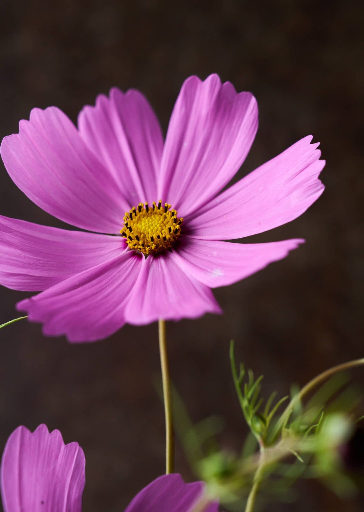 Stolt Kavaler 'Pinkie' Seed 