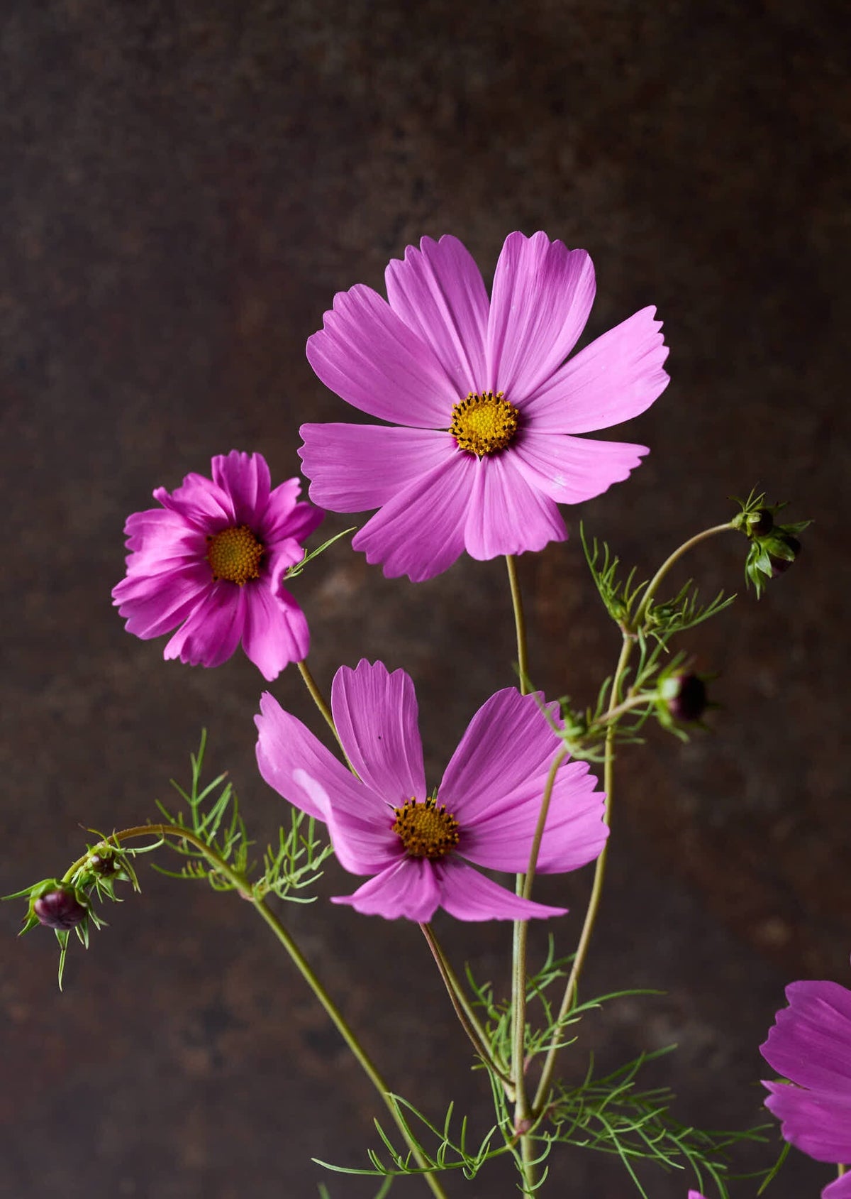 Stolt Kavaler 'Pinkie' Seed 