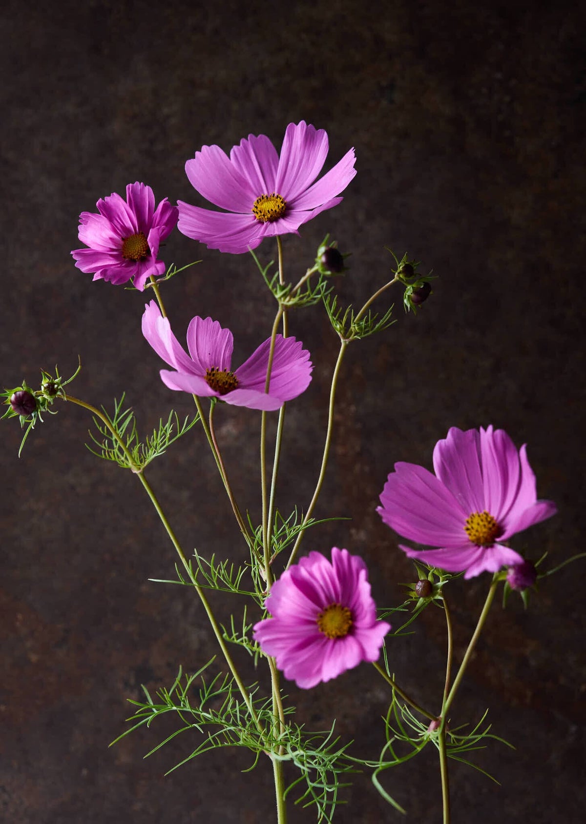 Stolt Kavaler 'Pinkie' Seed 