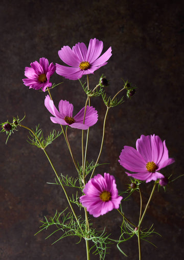 Stolt Kavaler 'Pinkie' Seed 