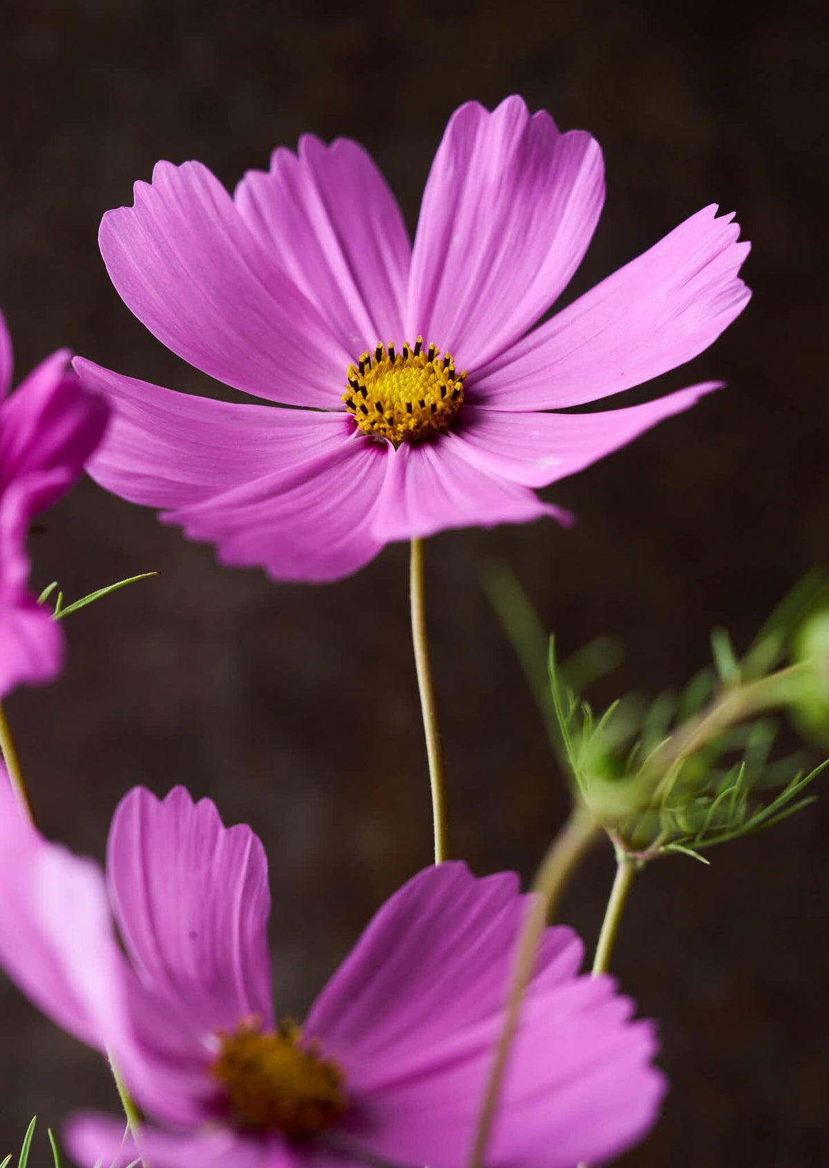 Stolt Kavaler 'Pinkie' Seed 