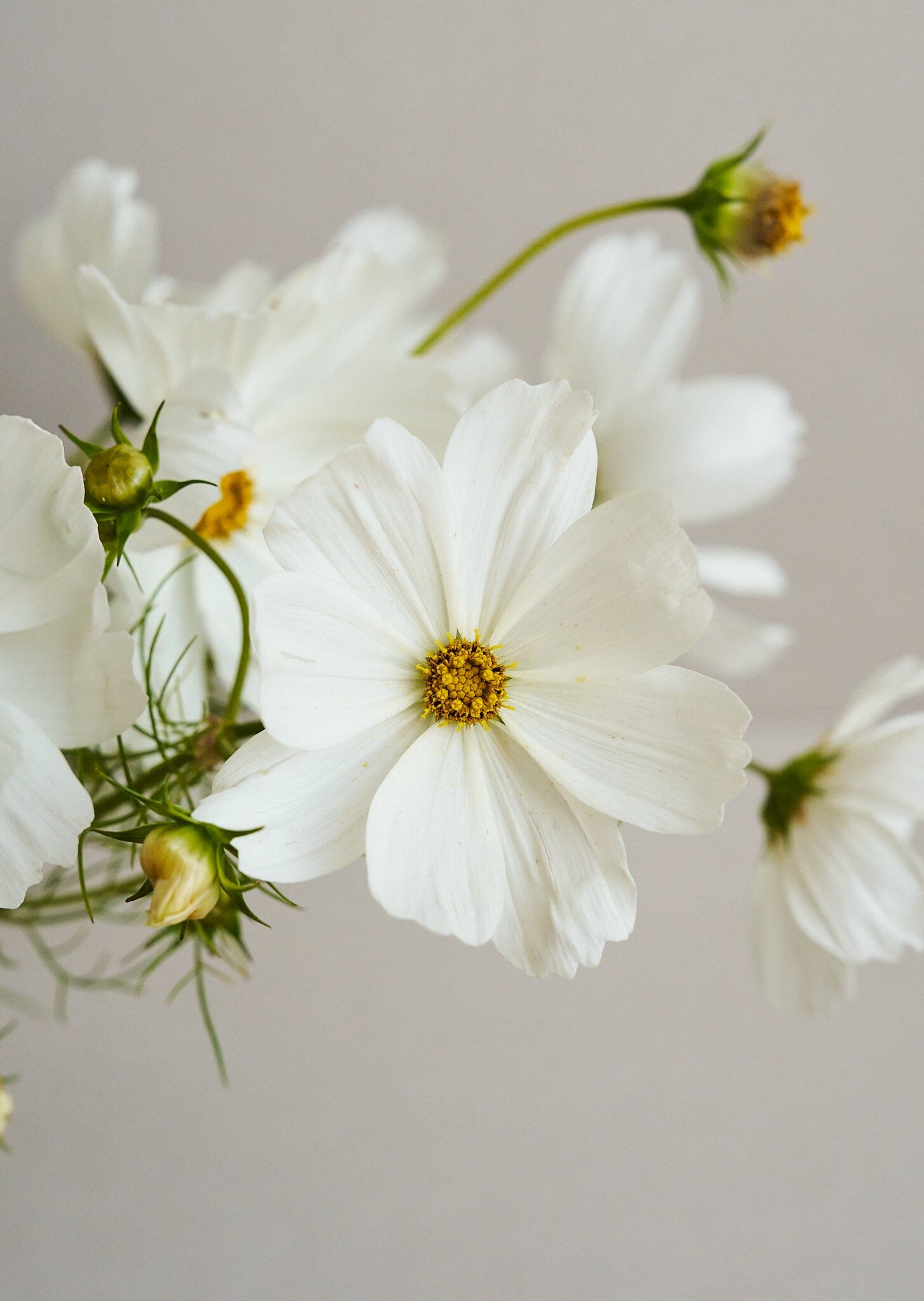 Stolt Kavaler 'Purity' Seed 