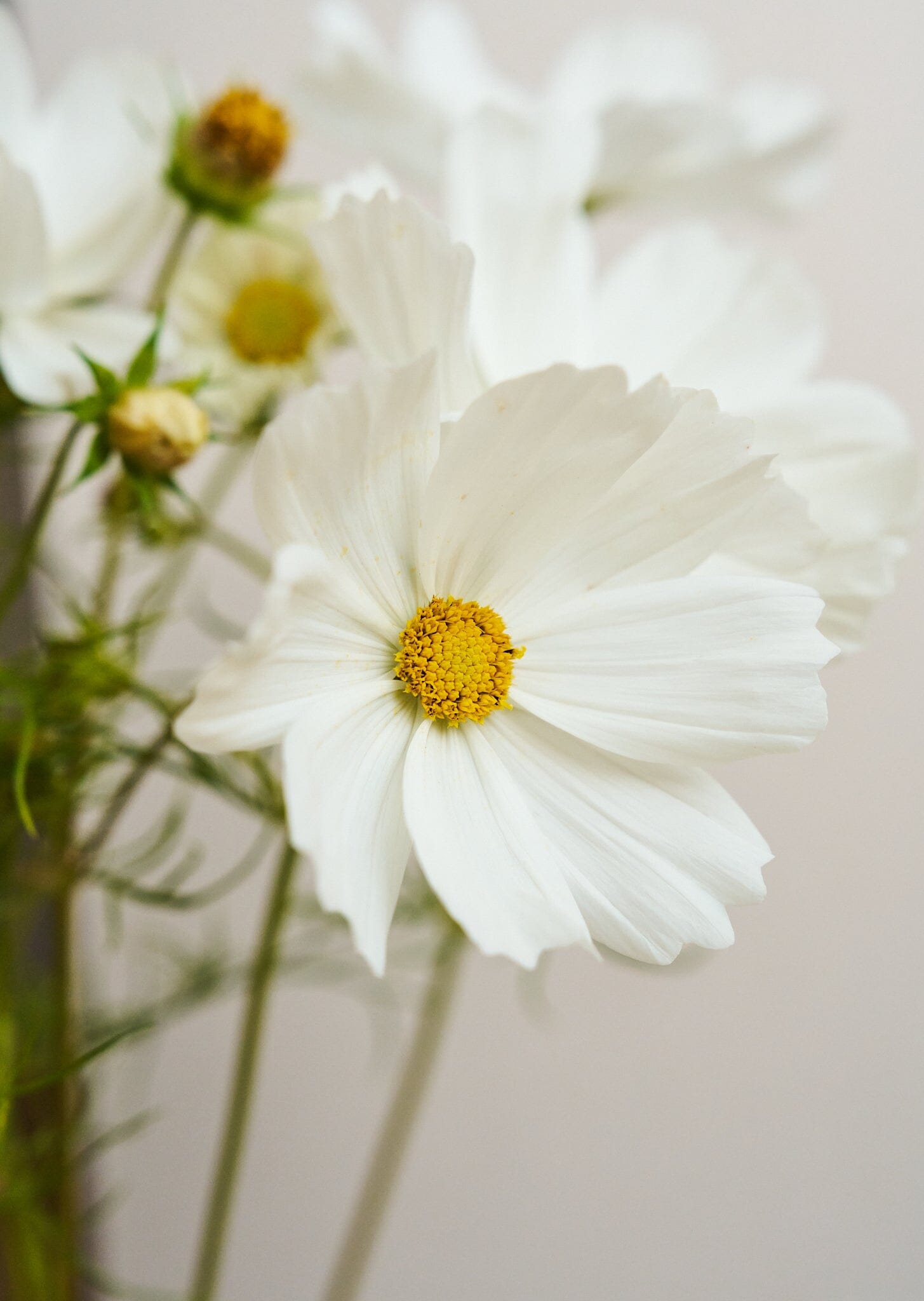 Stolt Kavaler 'Purity' Seed 