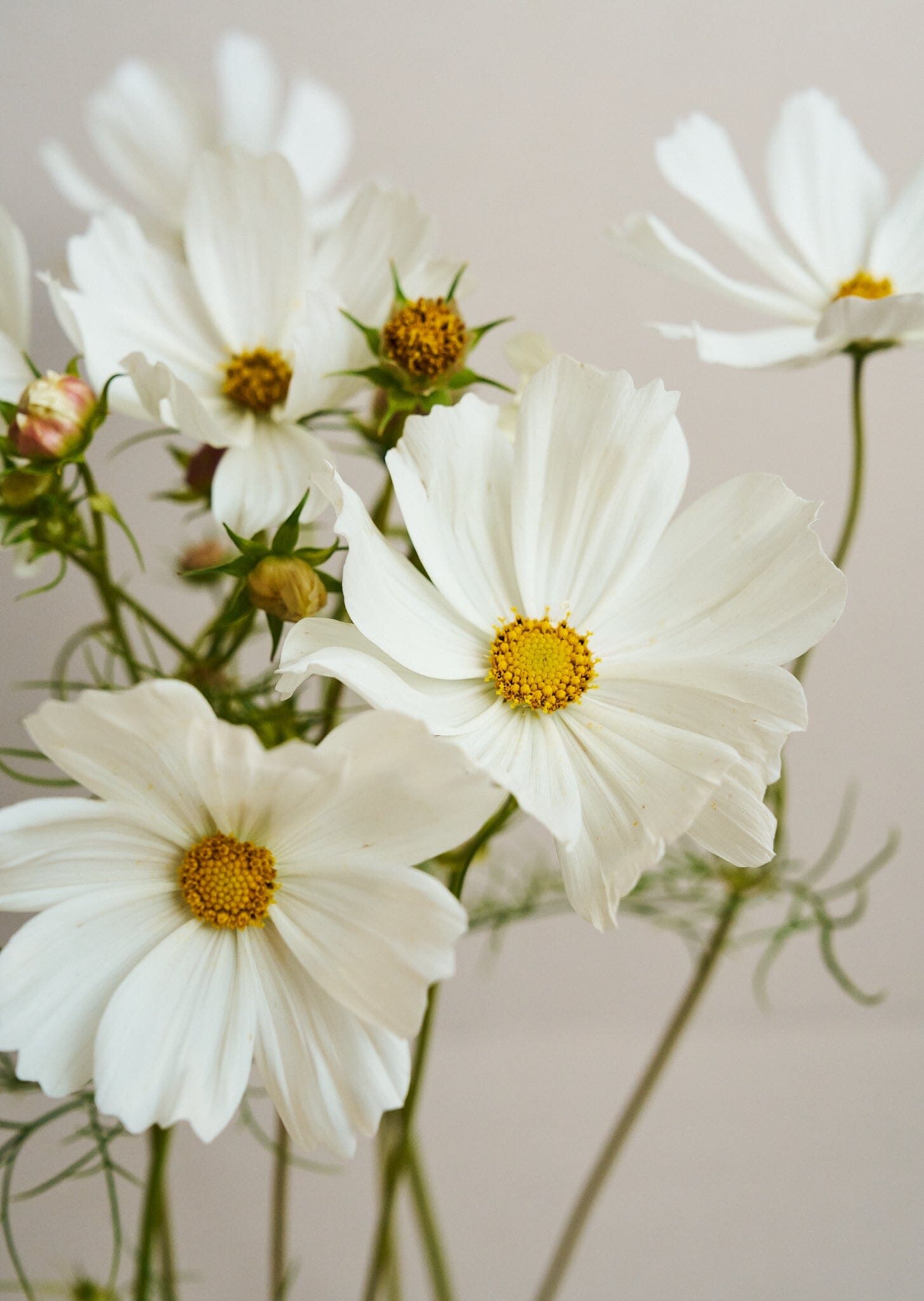 Stolt Kavaler 'Purity' Seed 