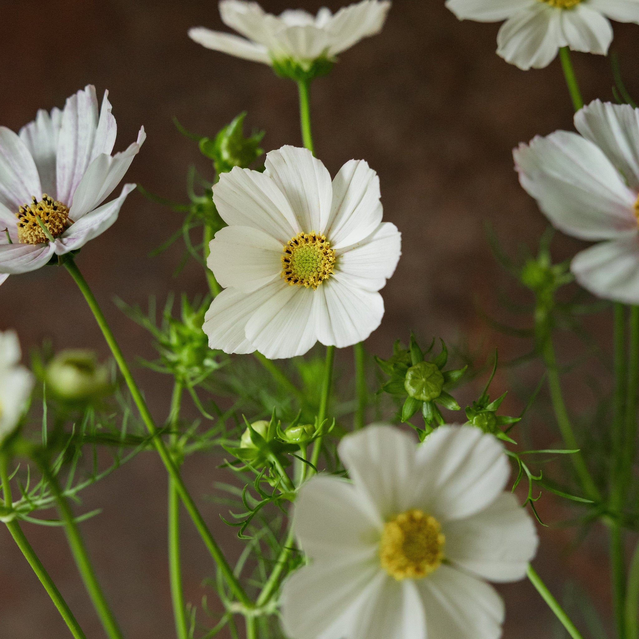 Stolt Kavaler 'Purity' Seed 