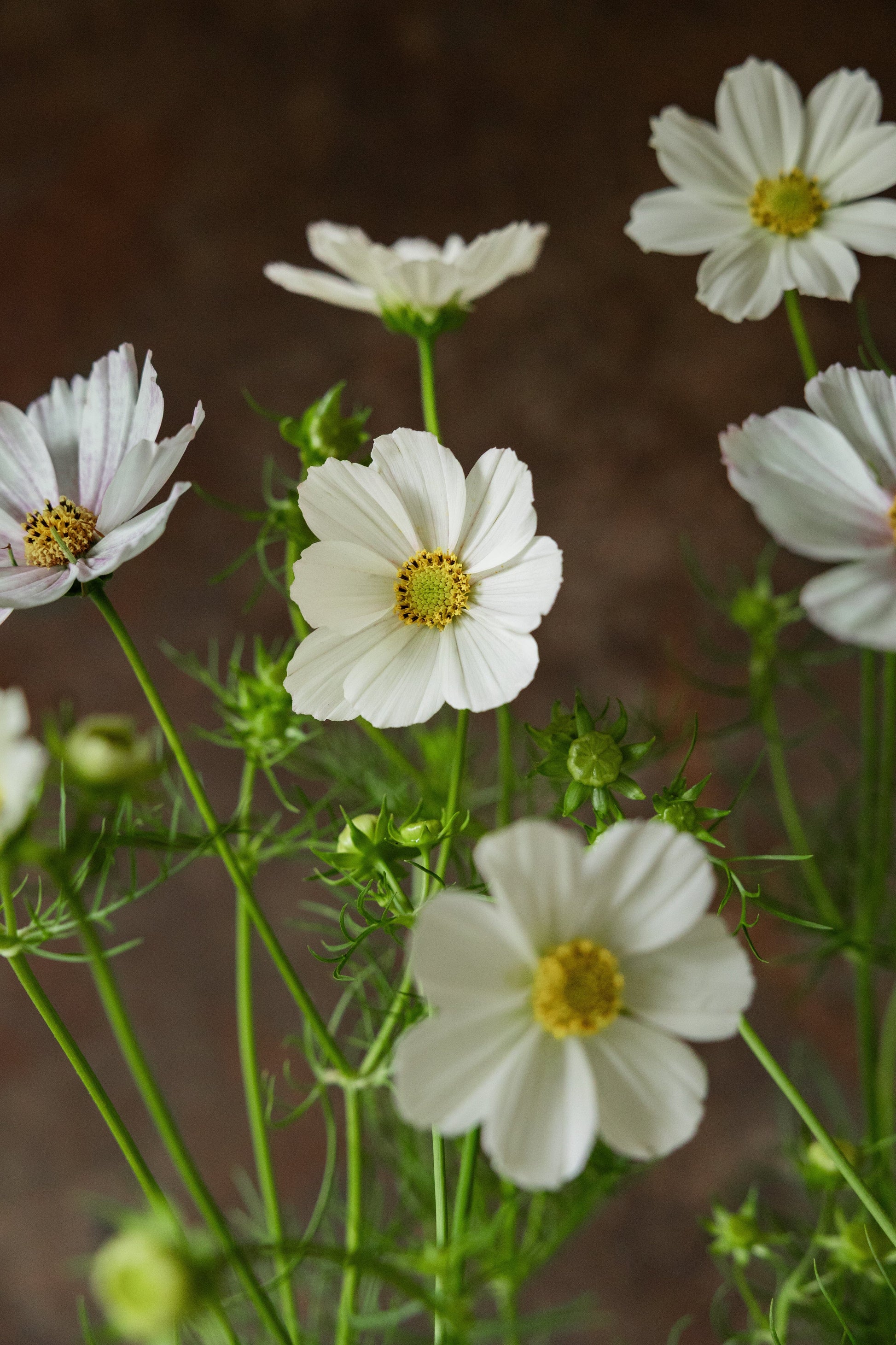 Stolt Kavaler 'Purity' Seed 