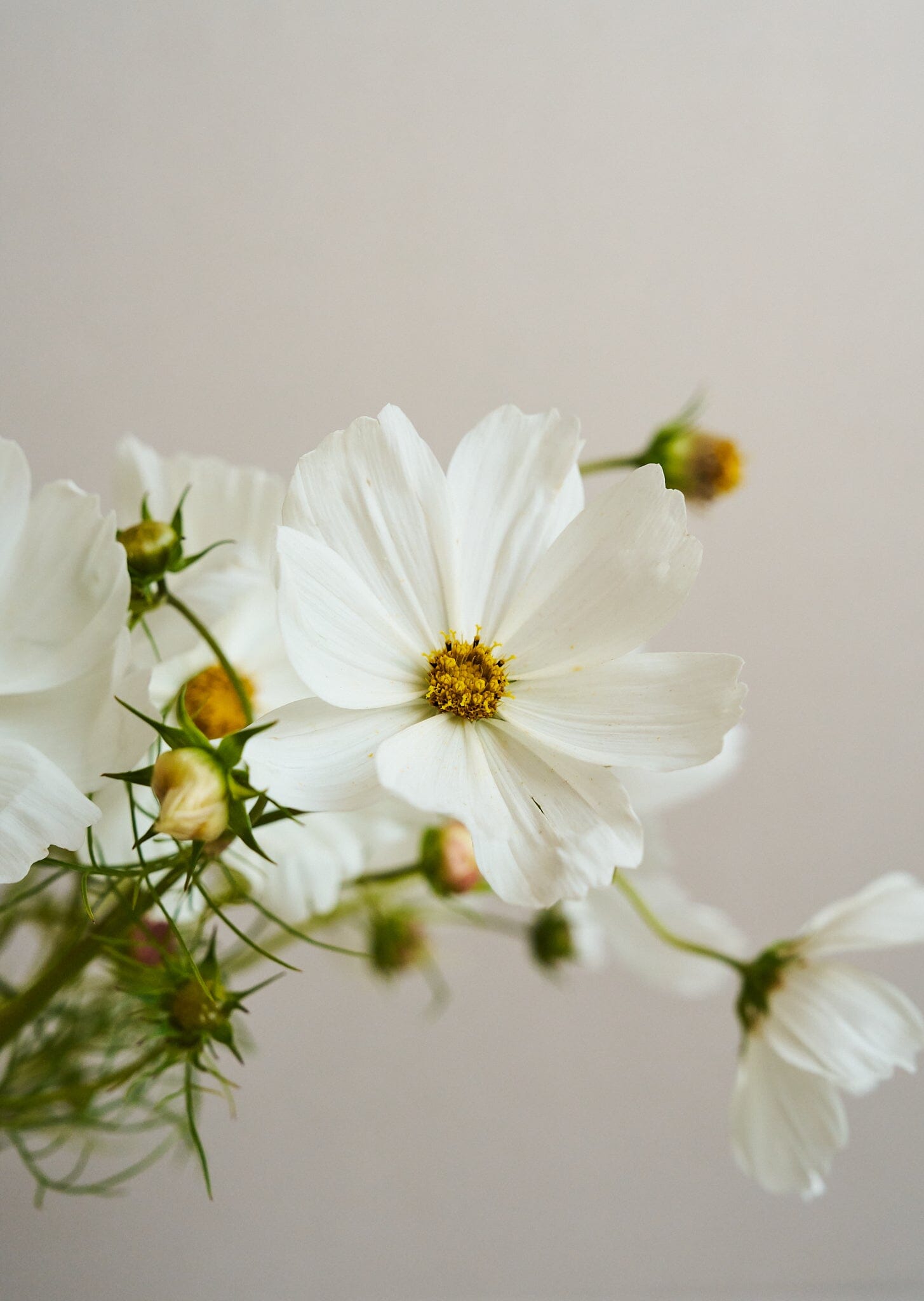 Stolt Kavaler 'Purity' Seed 