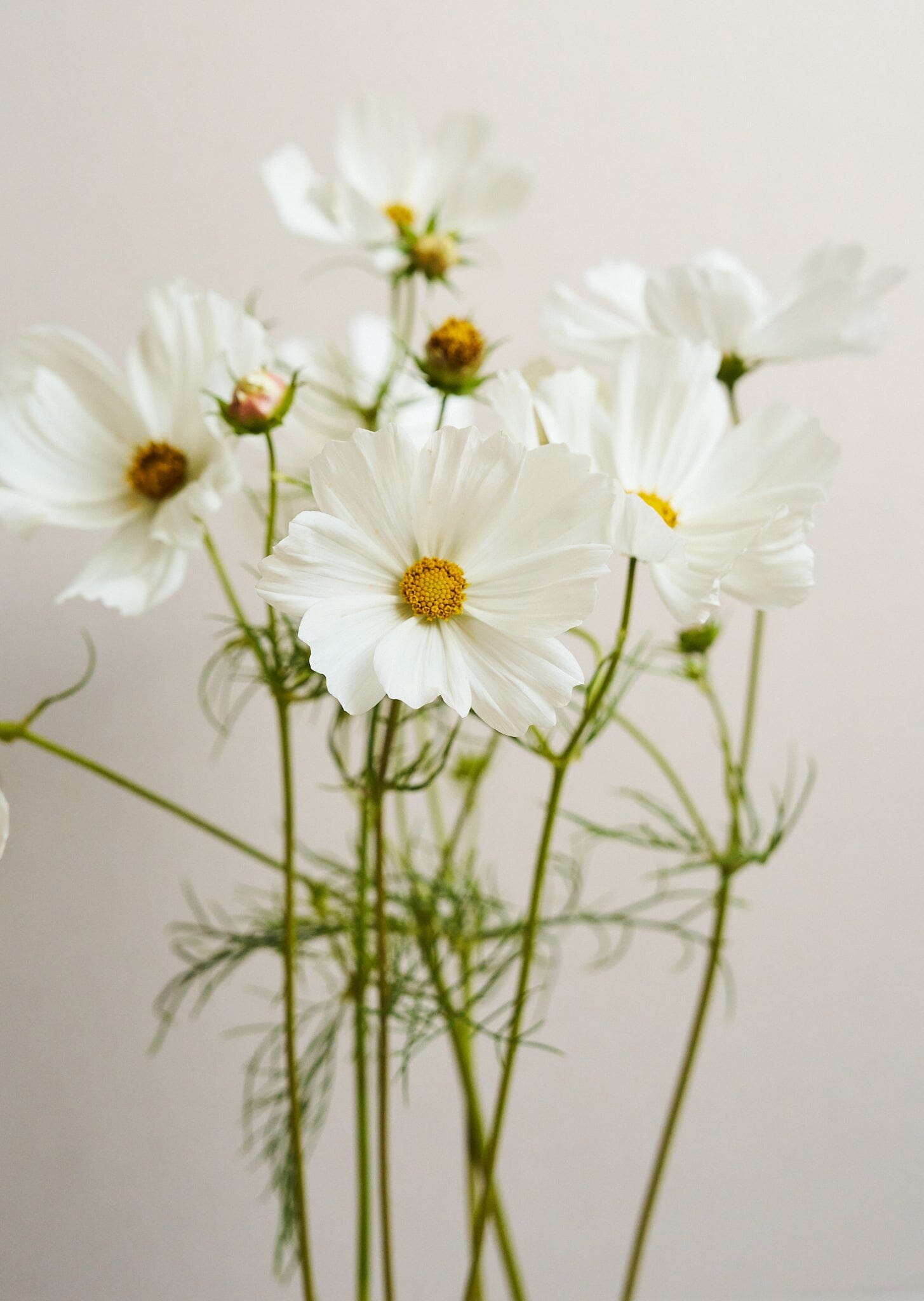 Stolt Kavaler 'Purity' Seed 