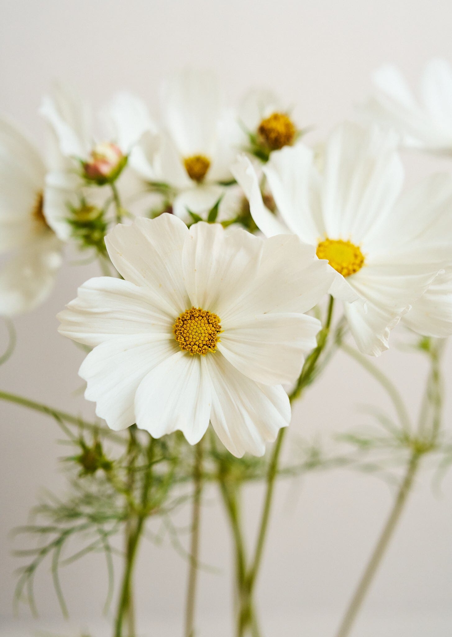 Stolt Kavaler 'Purity' Seed 