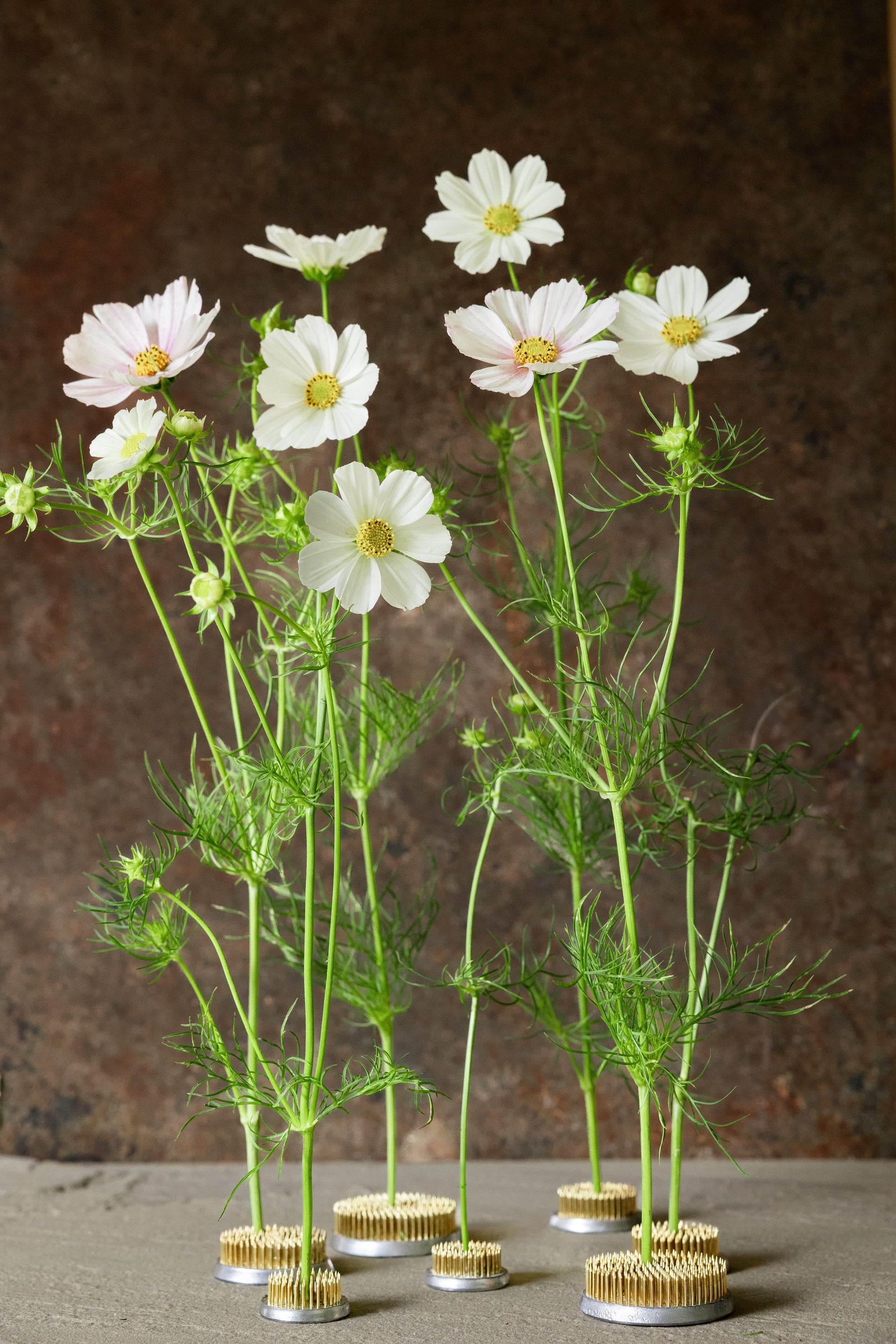 Stolt Kavaler 'Purity' Seed 