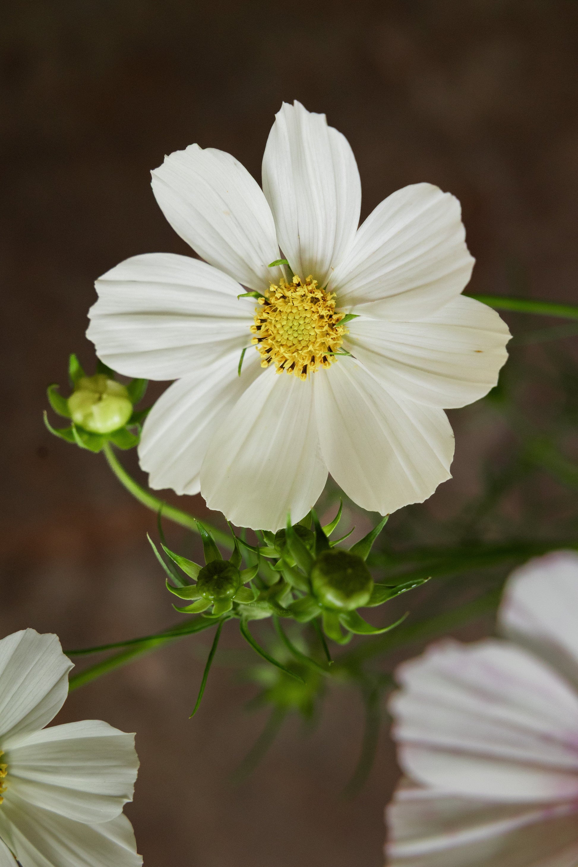 Stolt Kavaler 'Purity' Seed 