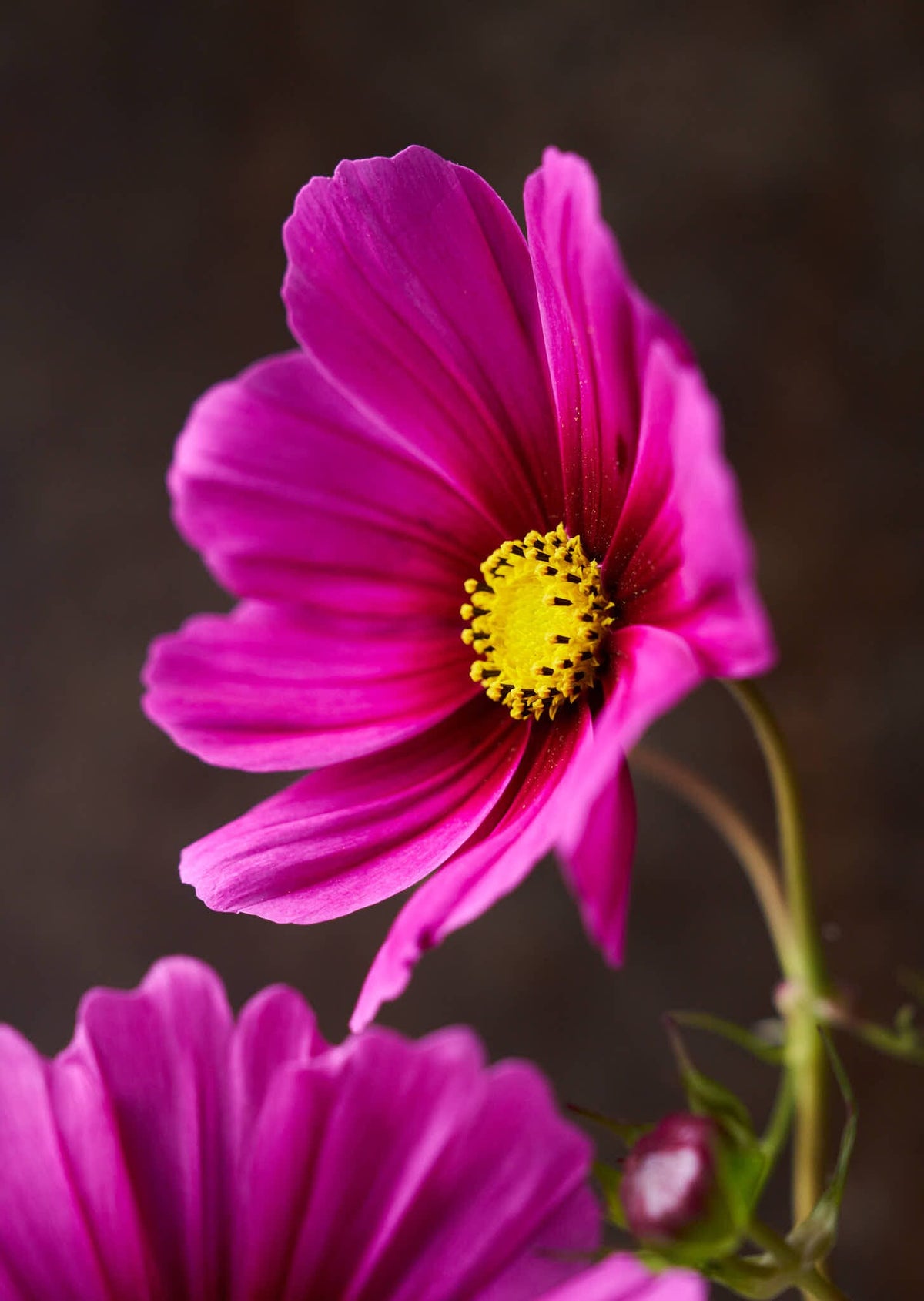 Stolt Kavaler 'Radiance' Seed 
