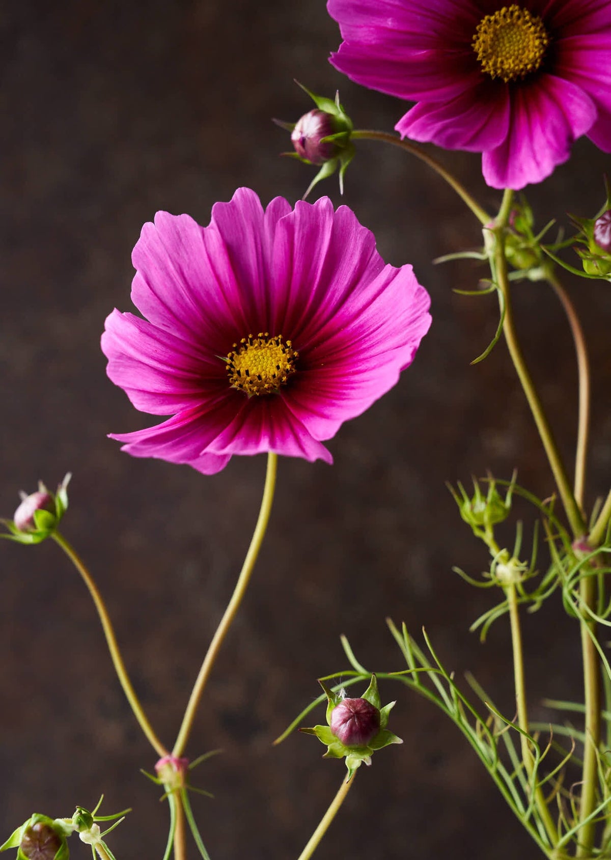 Stolt Kavaler 'Radiance' Seed 