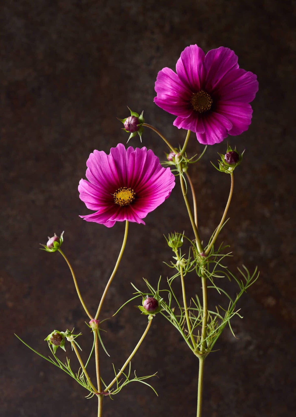 Stolt Kavaler 'Radiance' Seed 