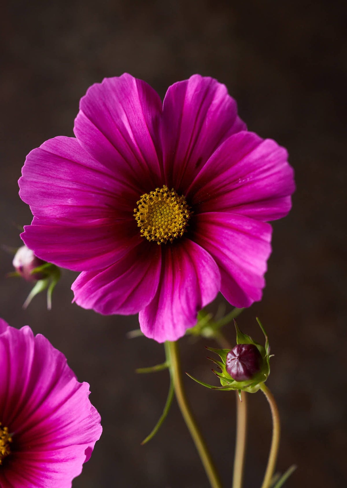 Stolt Kavaler 'Radiance' Seed 