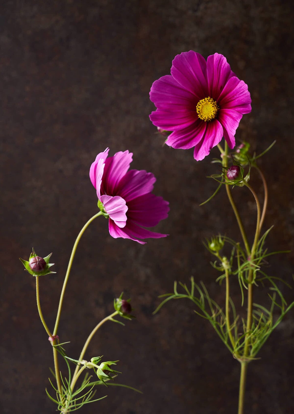 Stolt Kavaler 'Radiance' Seed 