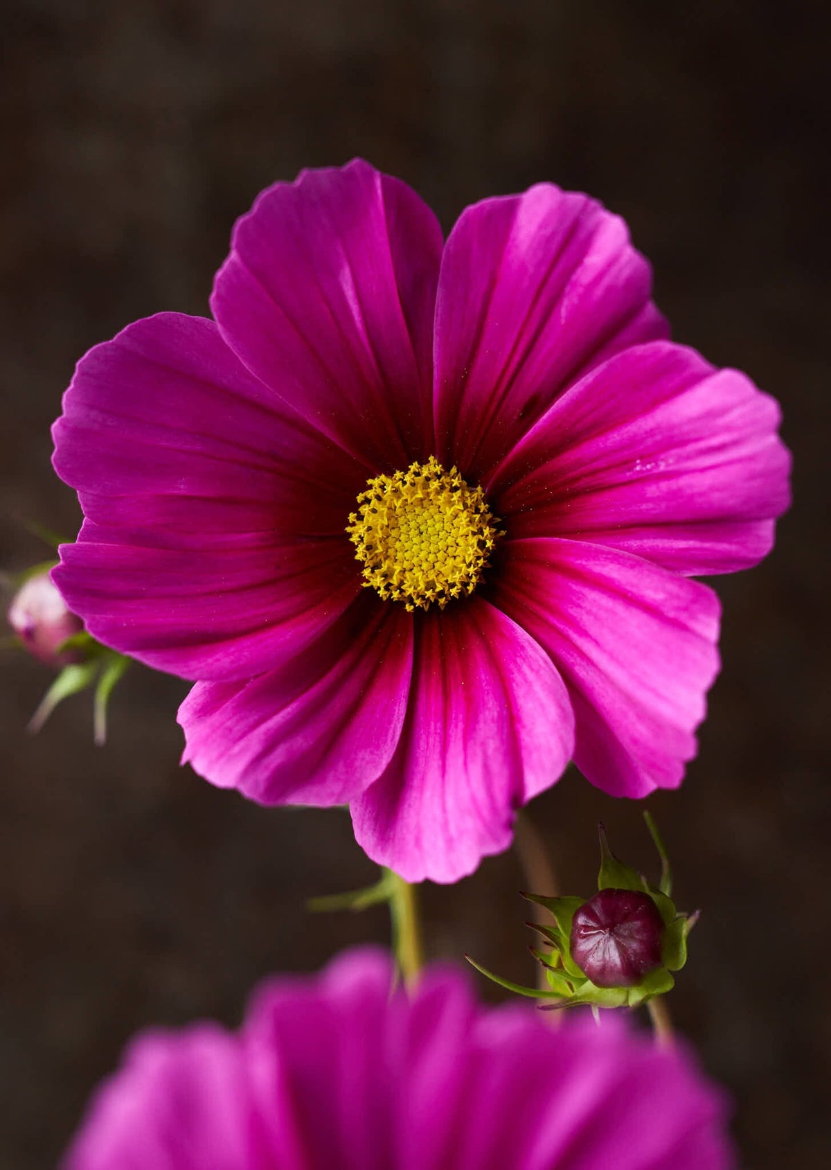 Stolt Kavaler 'Radiance' Seed 