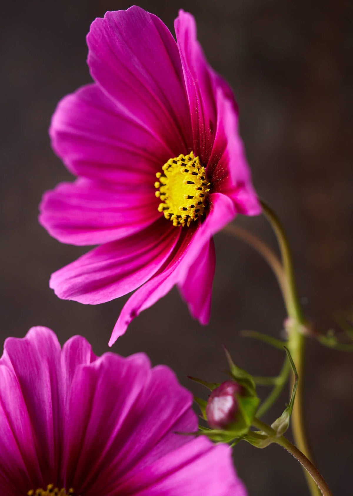 Stolt Kavaler 'Radiance' Seed 