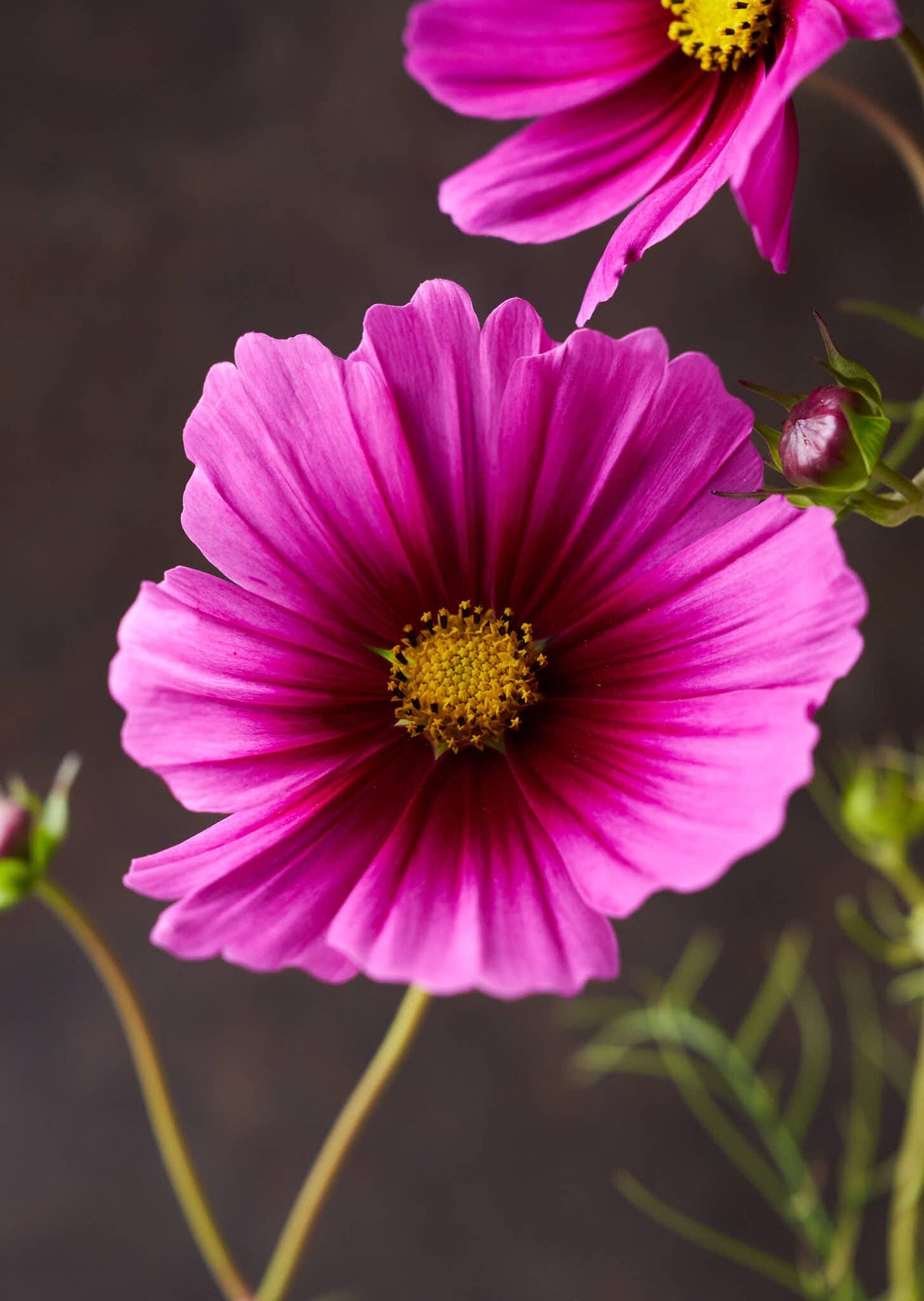 Stolt Kavaler 'Radiance' Seed 