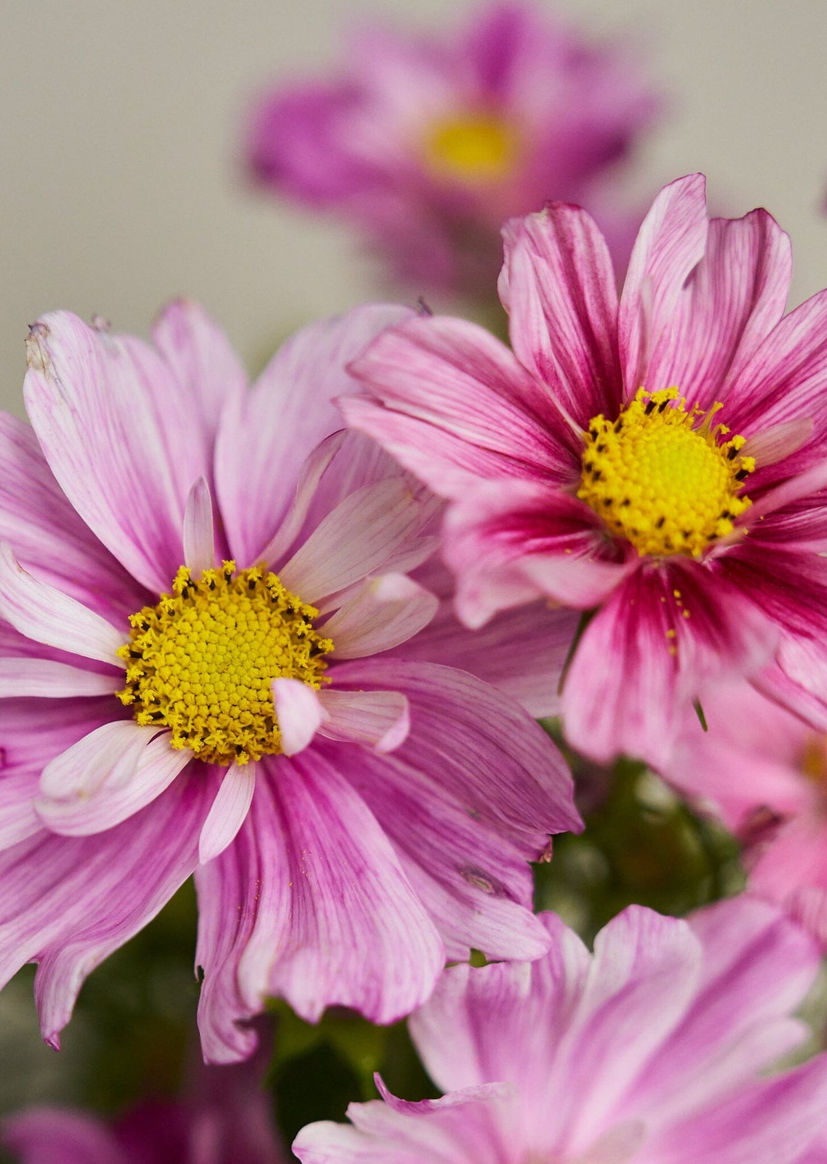 Stolt Kavaler 'Rosetta' Seed 
