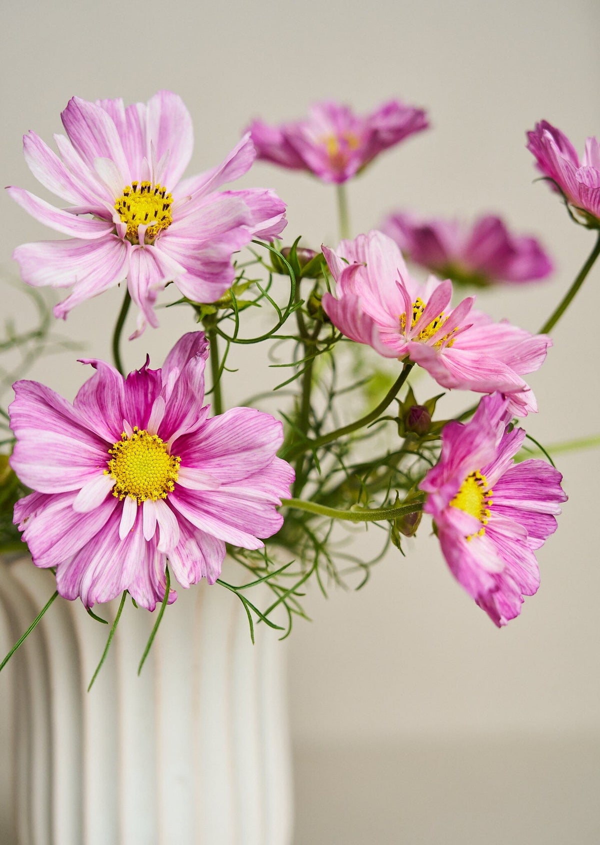 Stolt Kavaler 'Rosetta' Seed 
