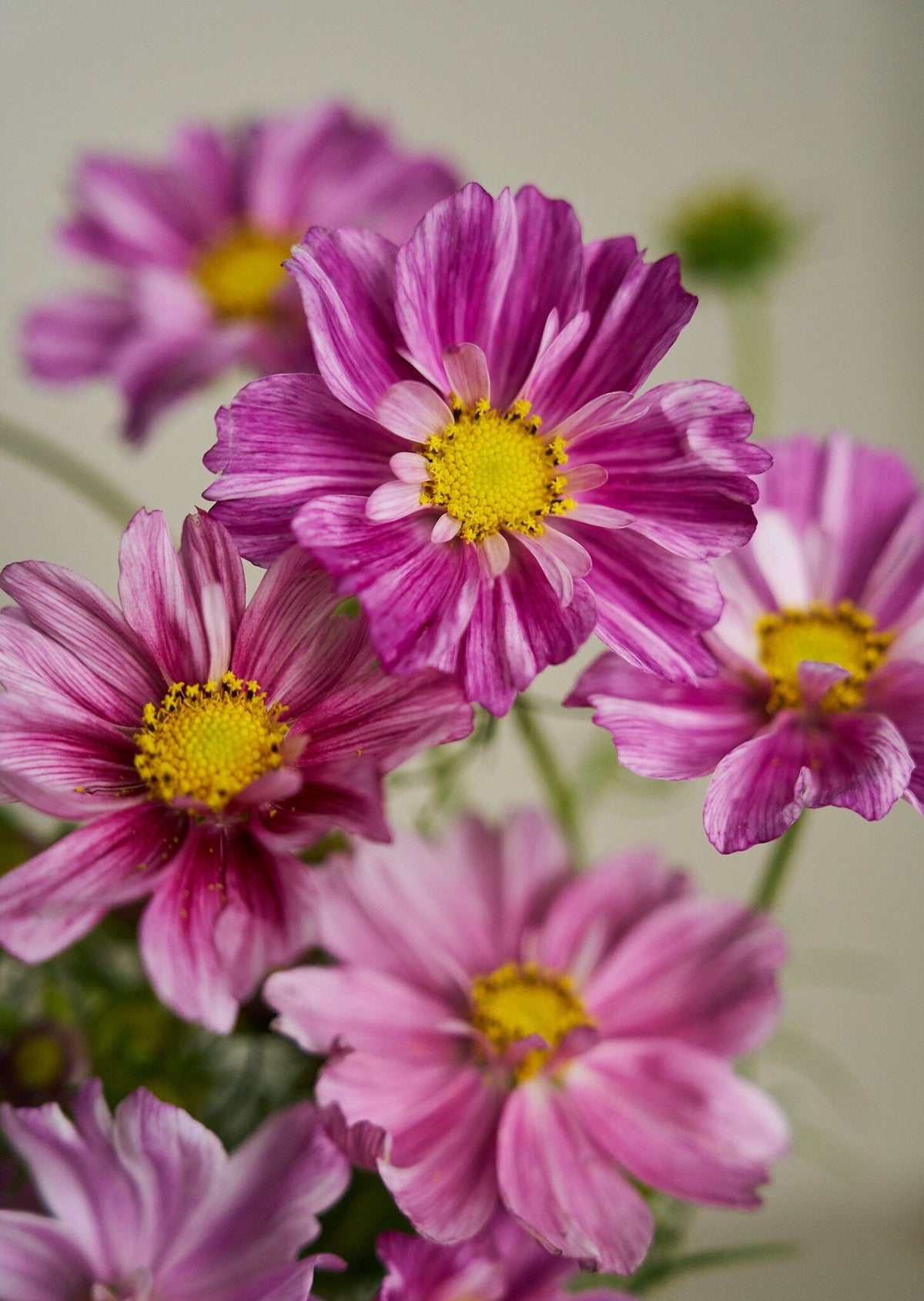 Stolt Kavaler 'Rosetta' Seed 