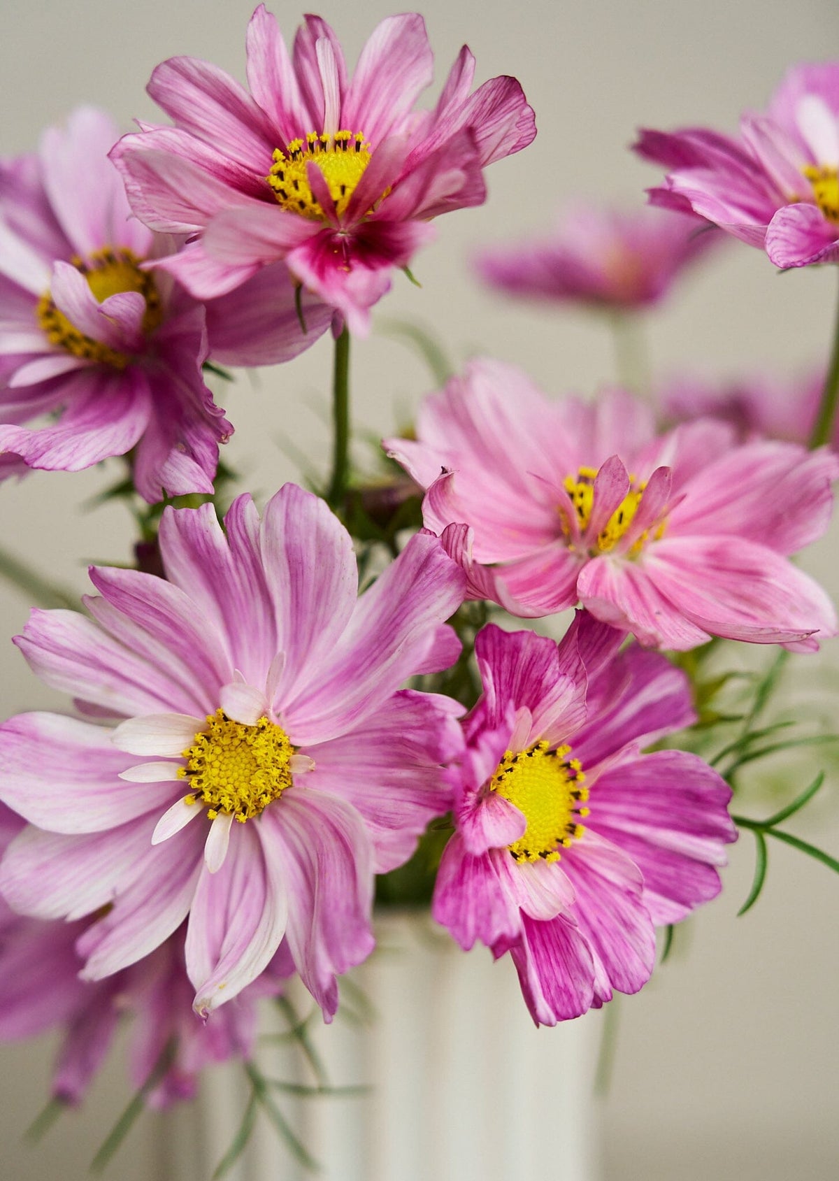Stolt Kavaler 'Rosetta' Seed 