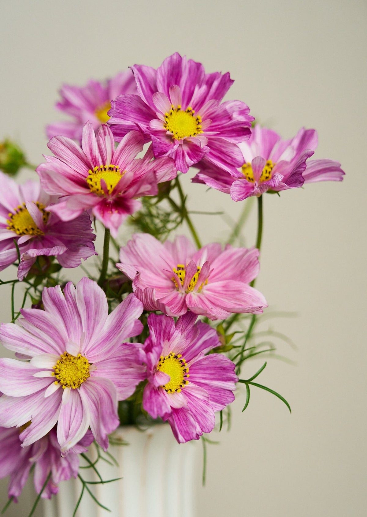 Stolt Kavaler 'Rosetta' Seed 