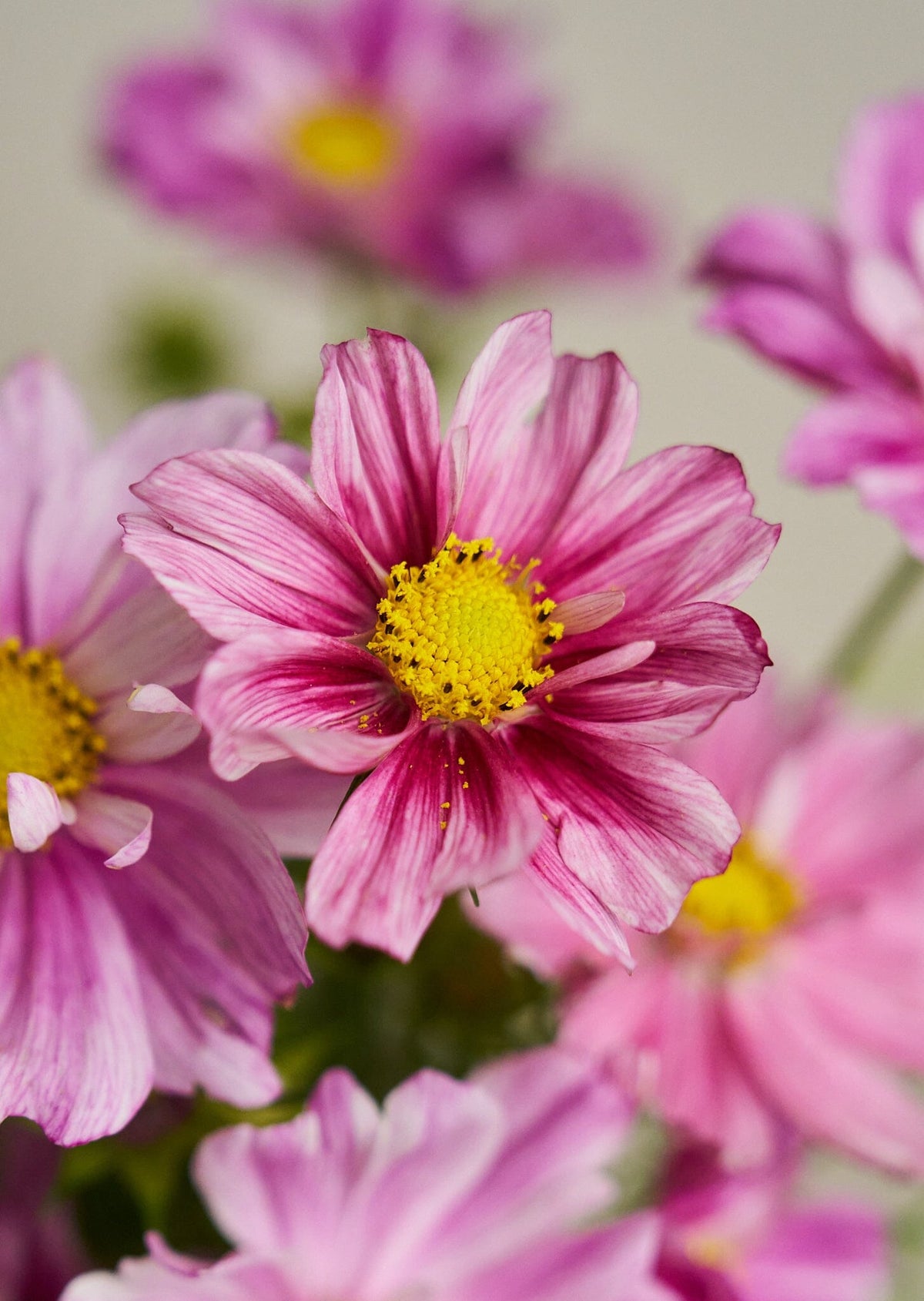 Stolt Kavaler 'Rosetta' Seed 