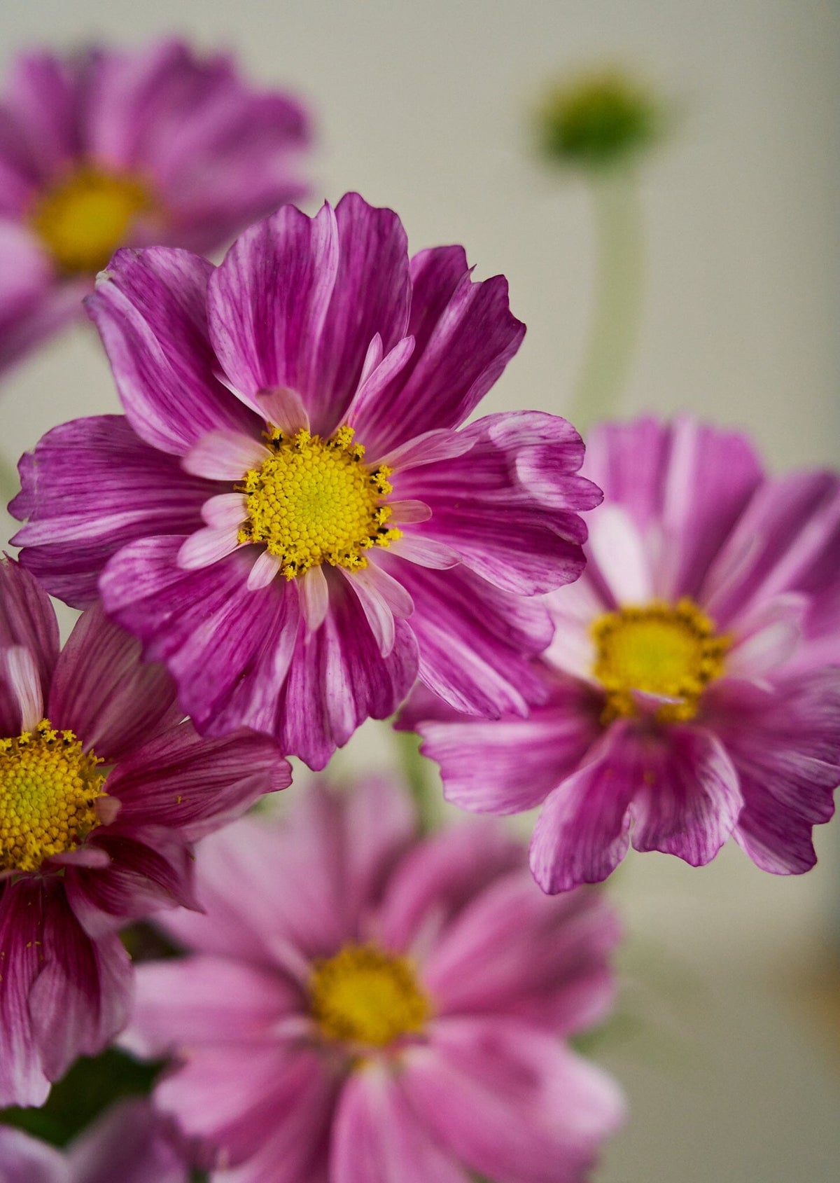 Stolt Kavaler 'Rosetta' Seed 