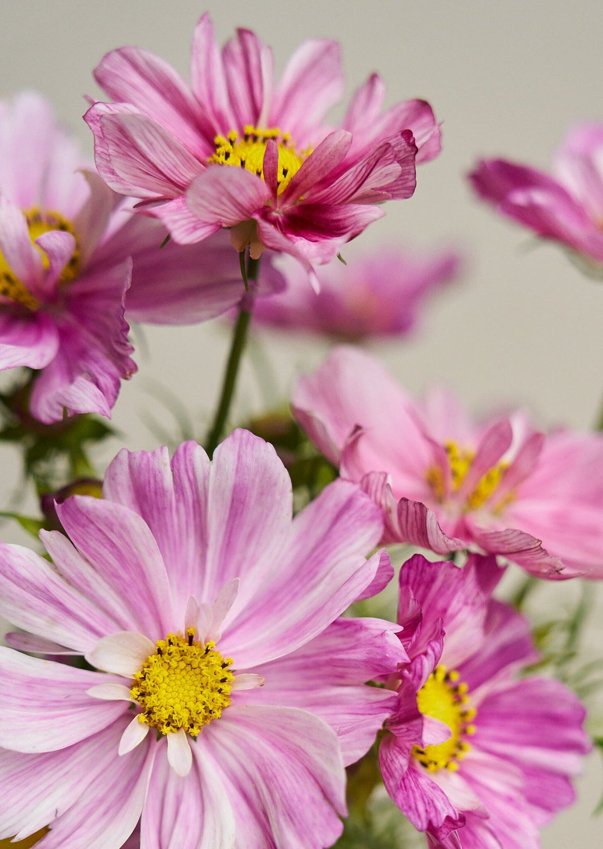 Stolt Kavaler 'Rosetta' Seed 
