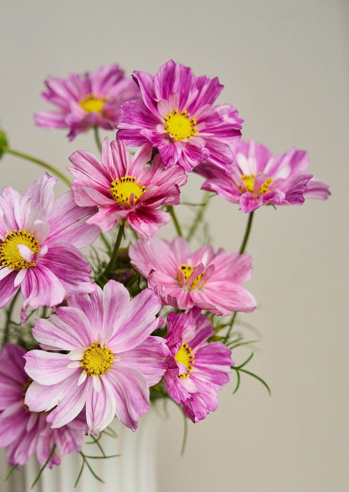 Stolt Kavaler 'Rosetta' Seed 