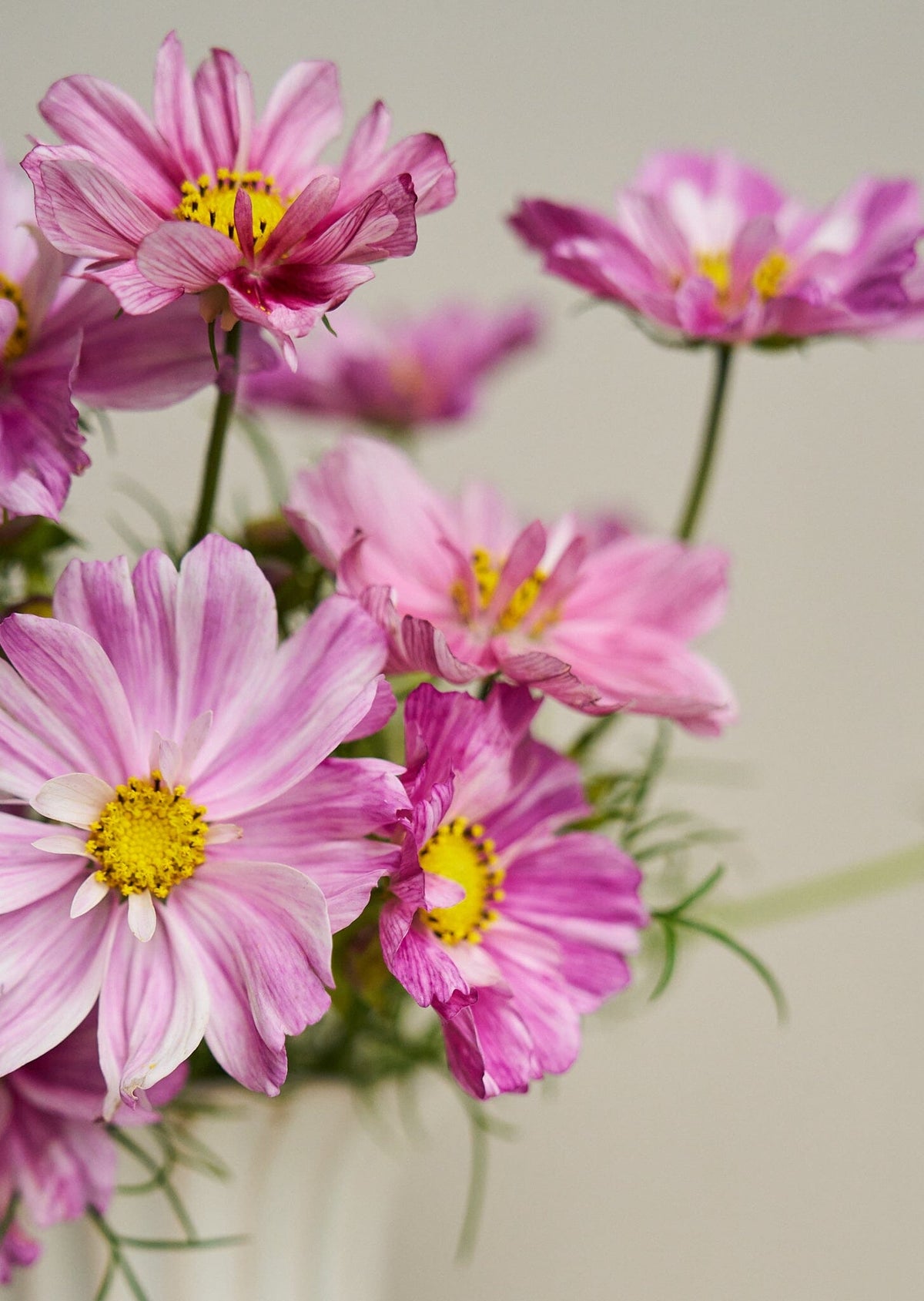 Stolt Kavaler 'Rosetta' Seed 