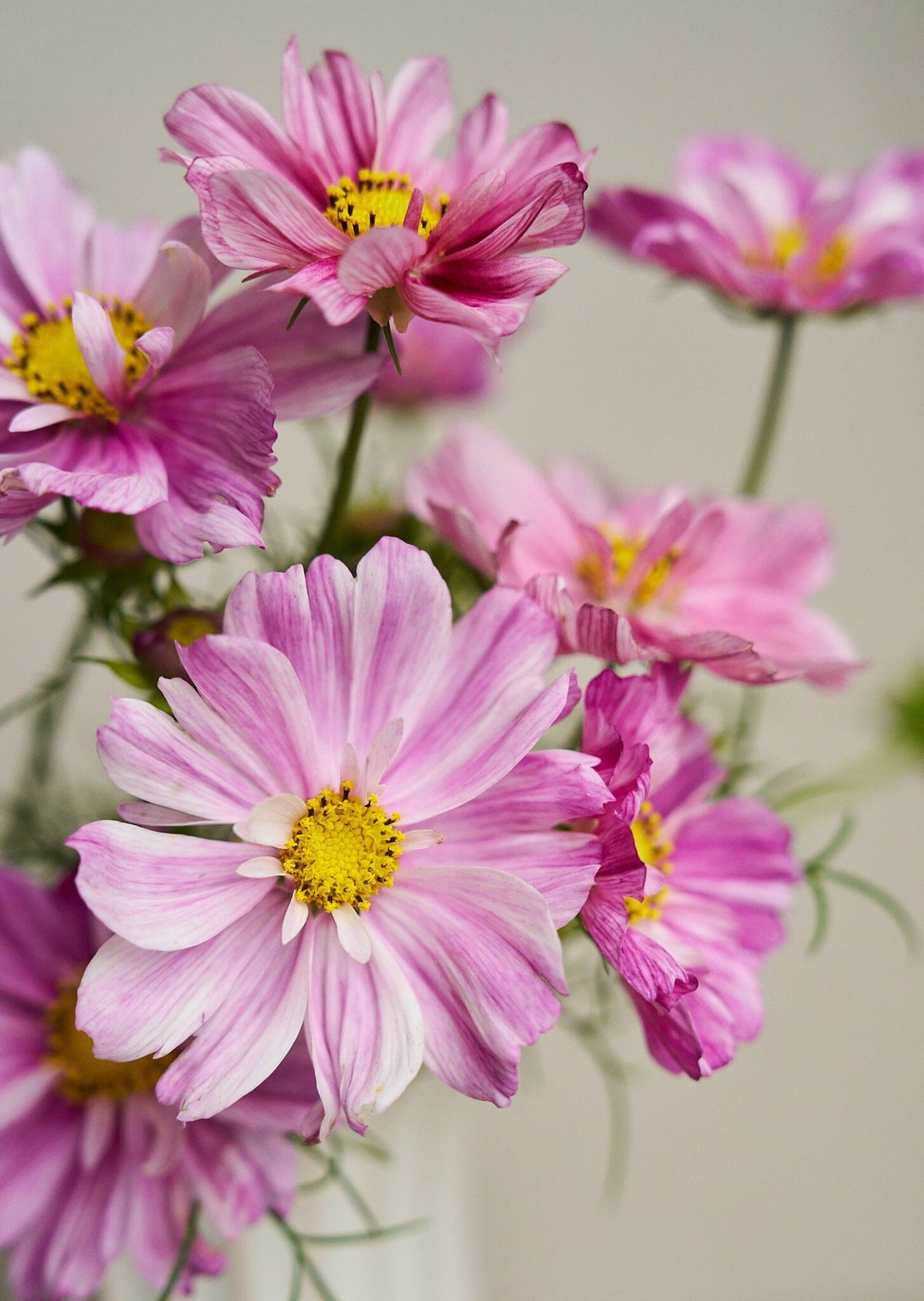 Stolt Kavaler 'Rosetta' Seed 