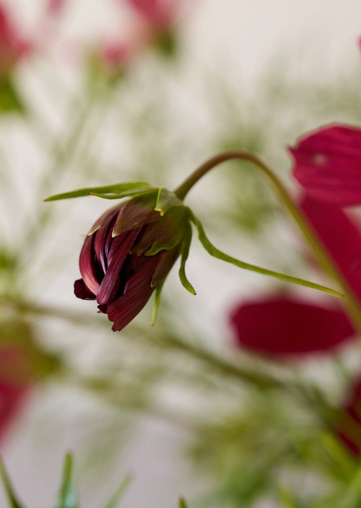 Stolt Kavaler 'Rubenza' Seed 