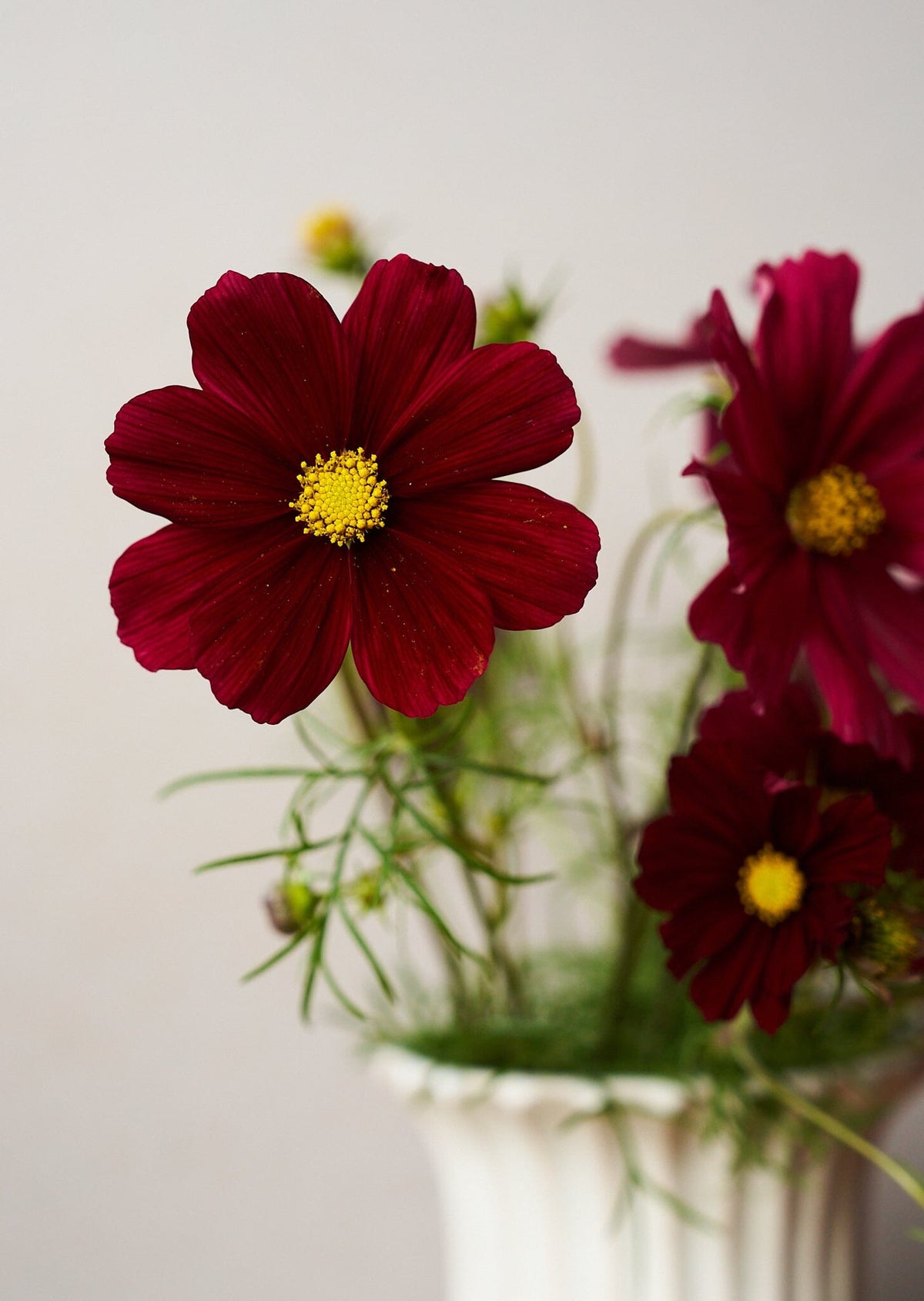 Stolt Kavaler 'Rubenza' Seed 