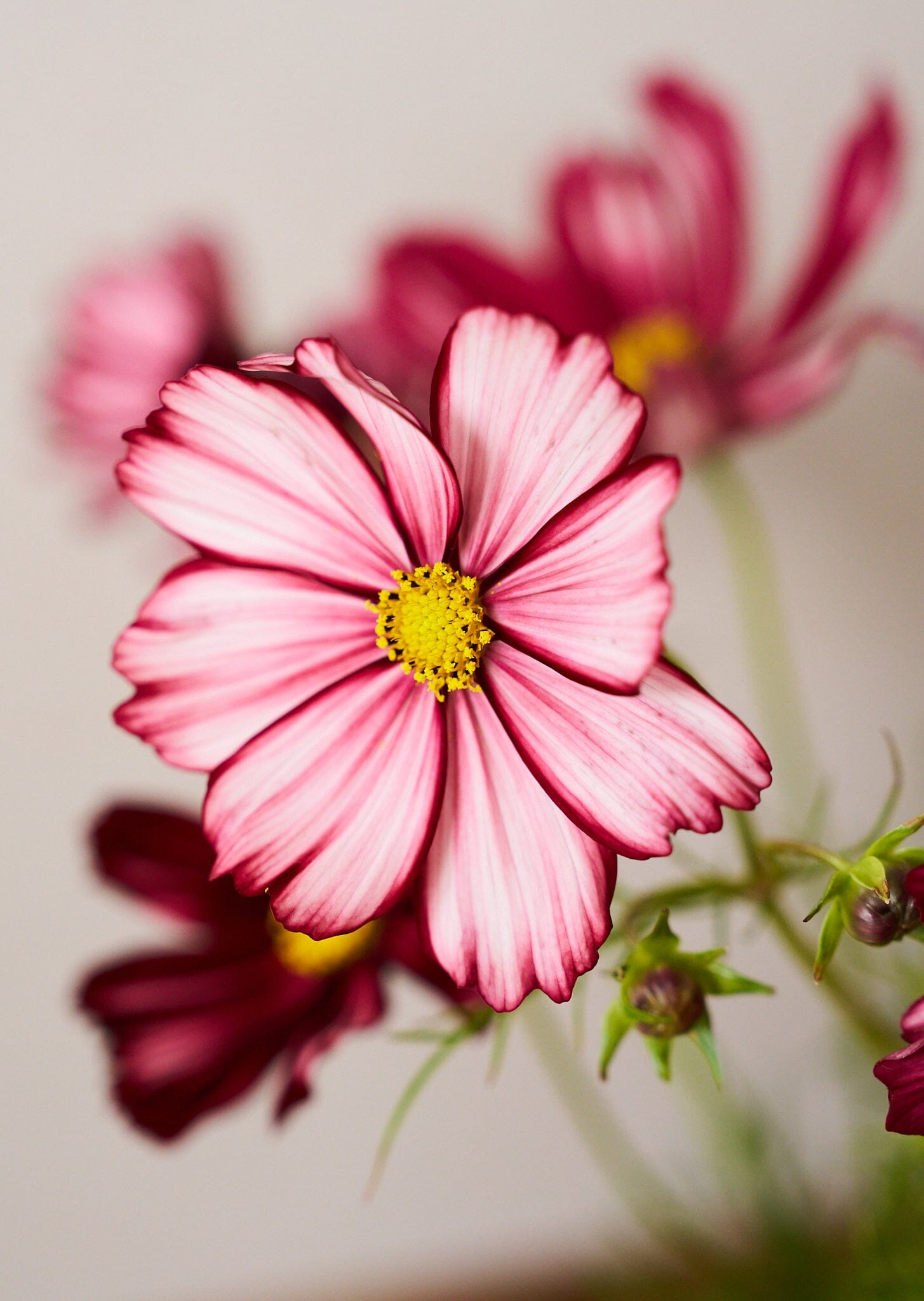 Stolt Kavaler 'Velouette' Seed 