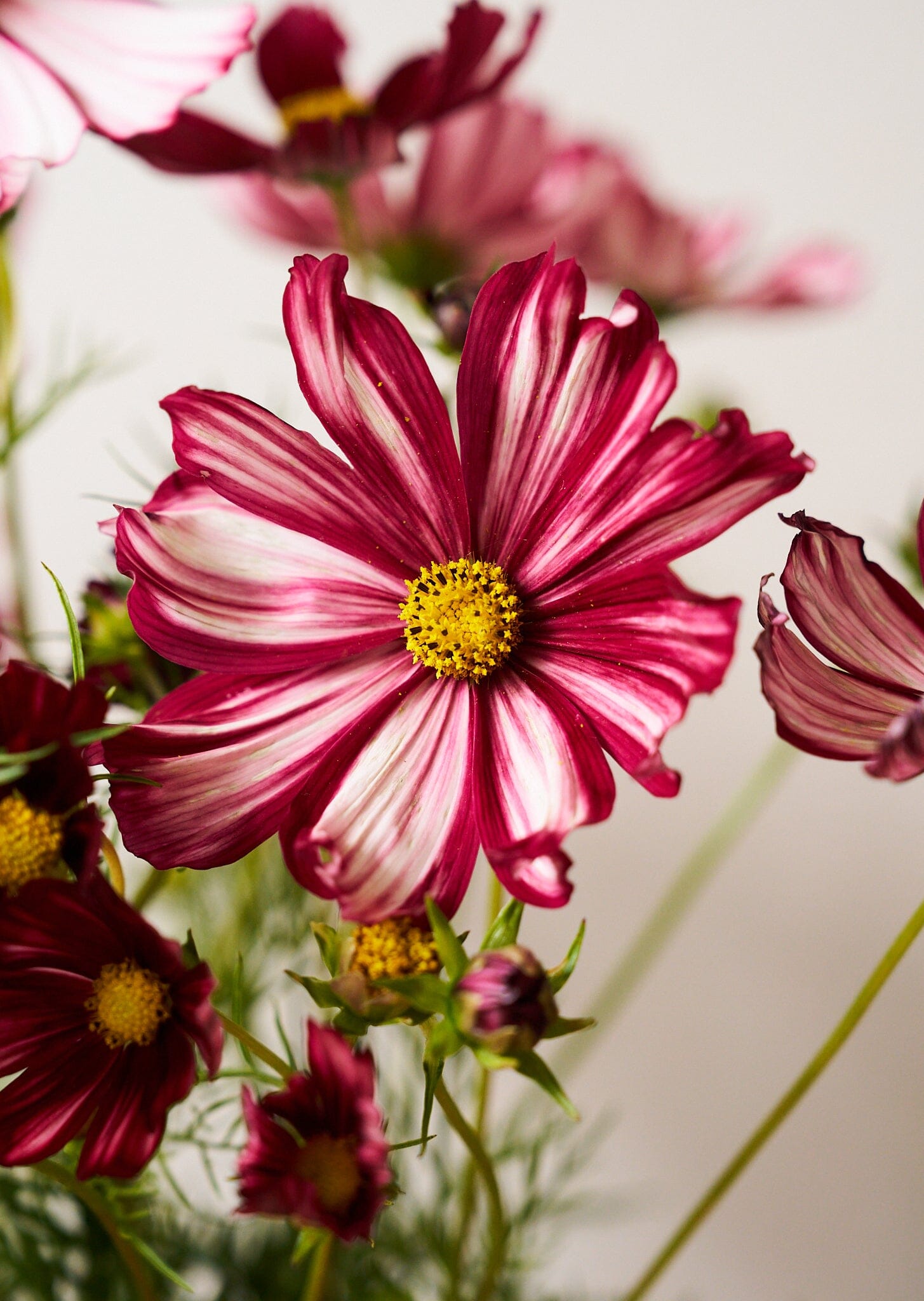 Stolt Kavaler 'Velouette' Seed 