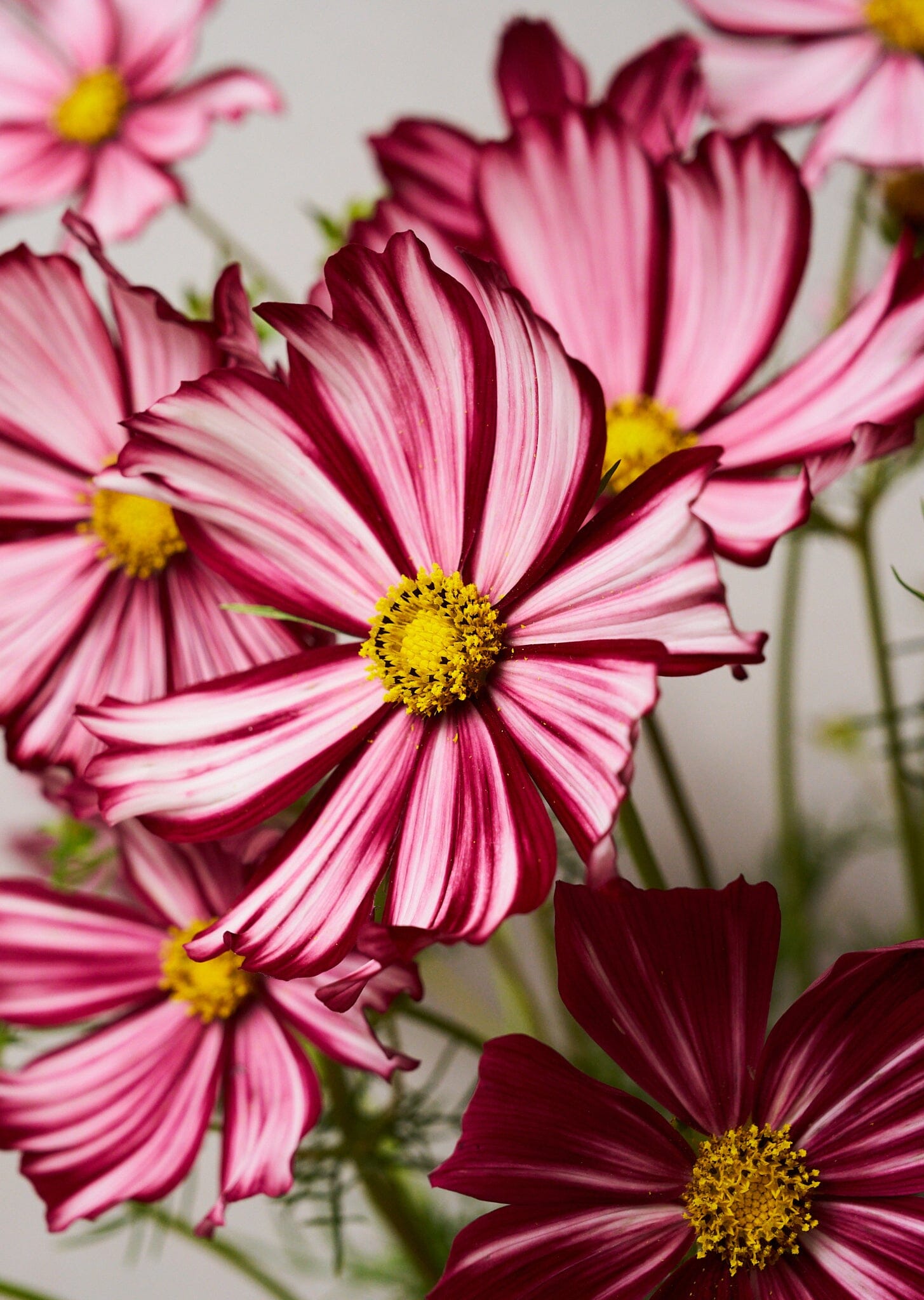 Stolt Kavaler 'Velouette' Seed 