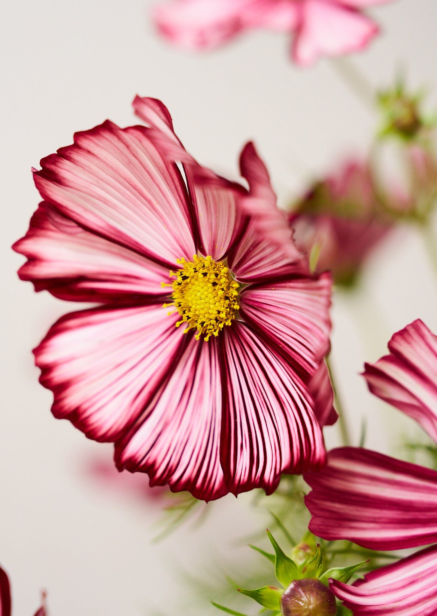 Stolt Kavaler 'Velouette' Seed 